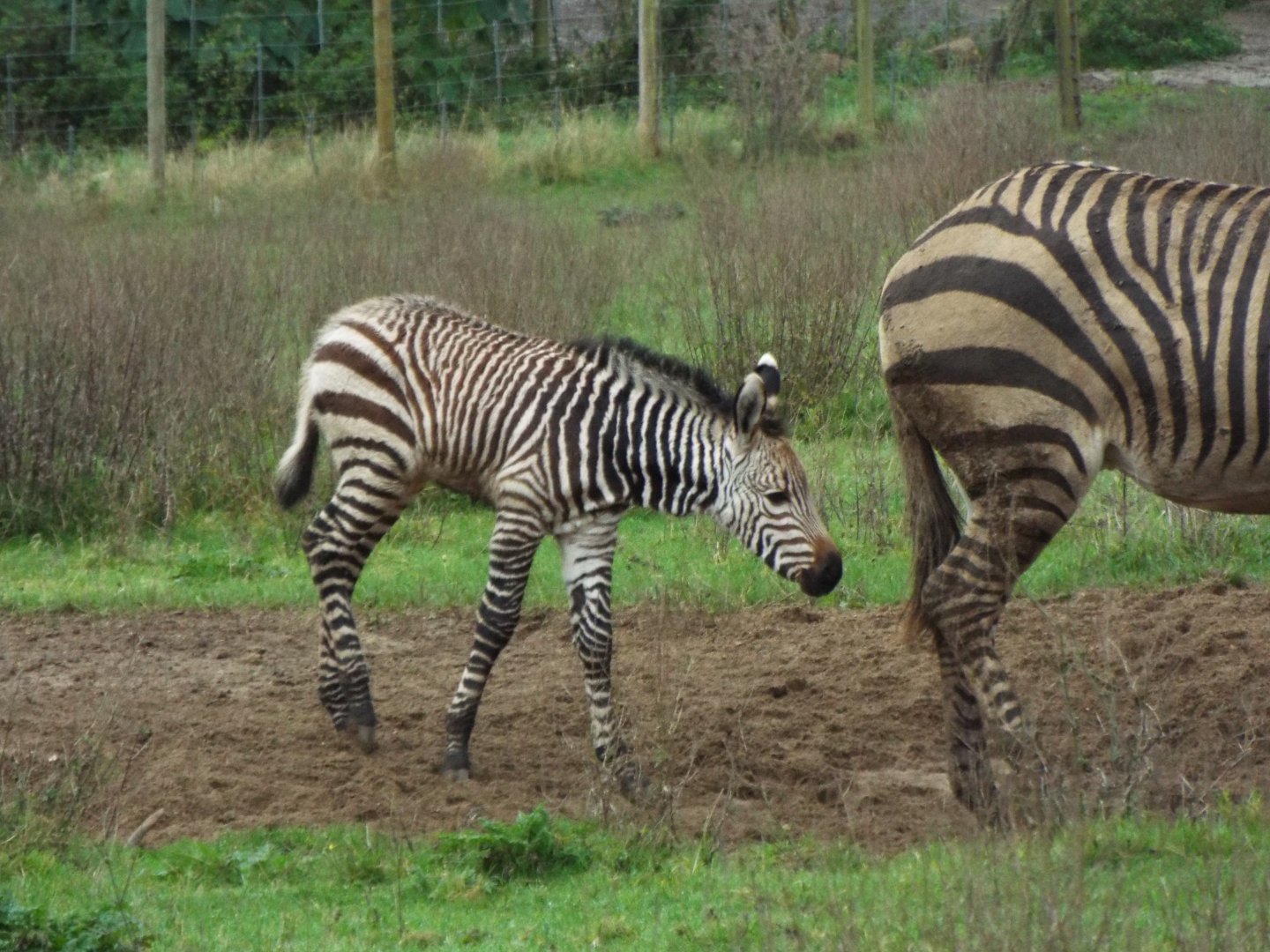 Hartmann's mountain zebra foal, Marwell Zoo