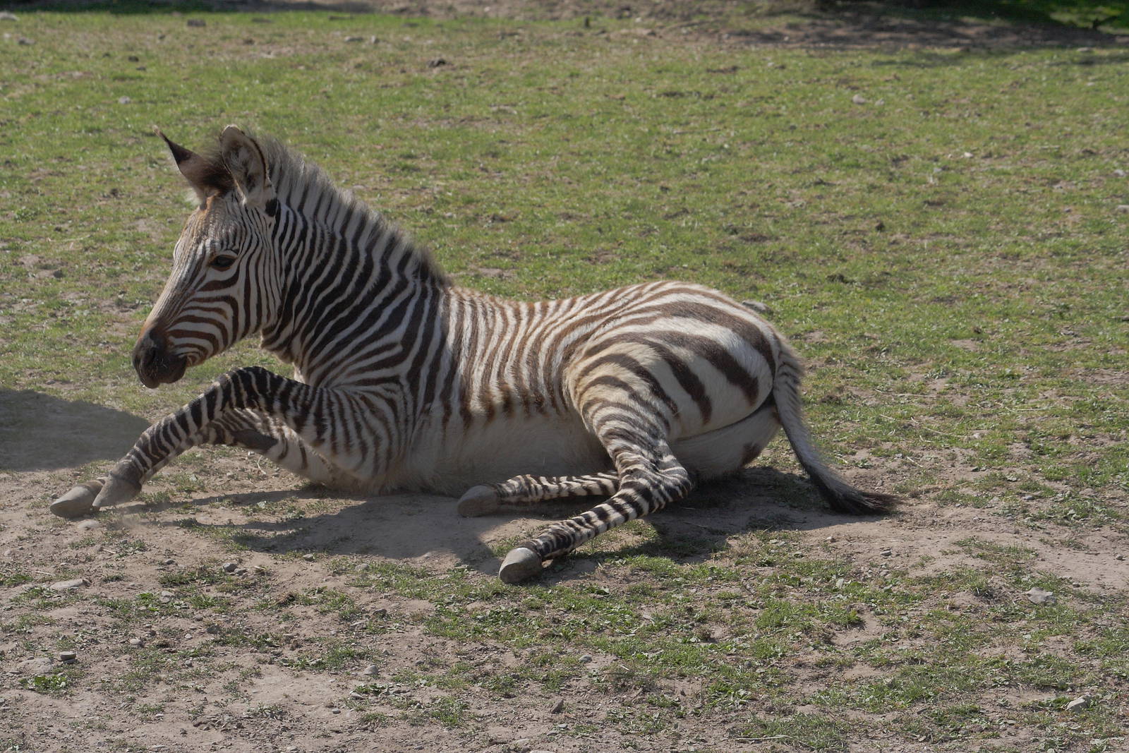 Hartmann's mountain zebra foal