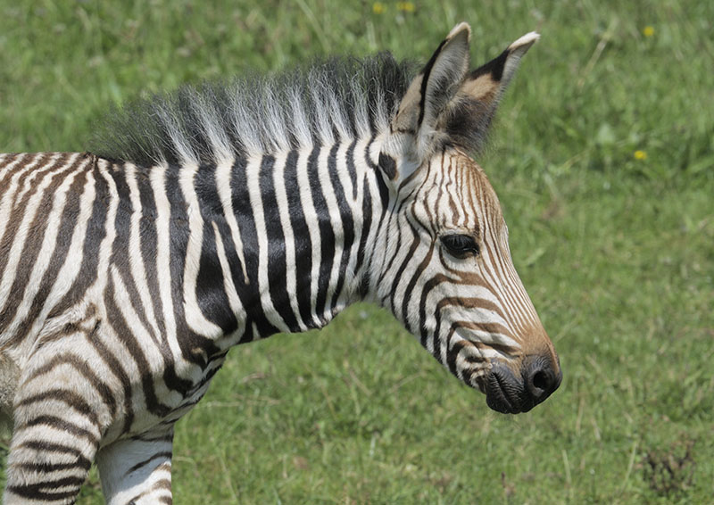 Hartmanns mountain zebra foal