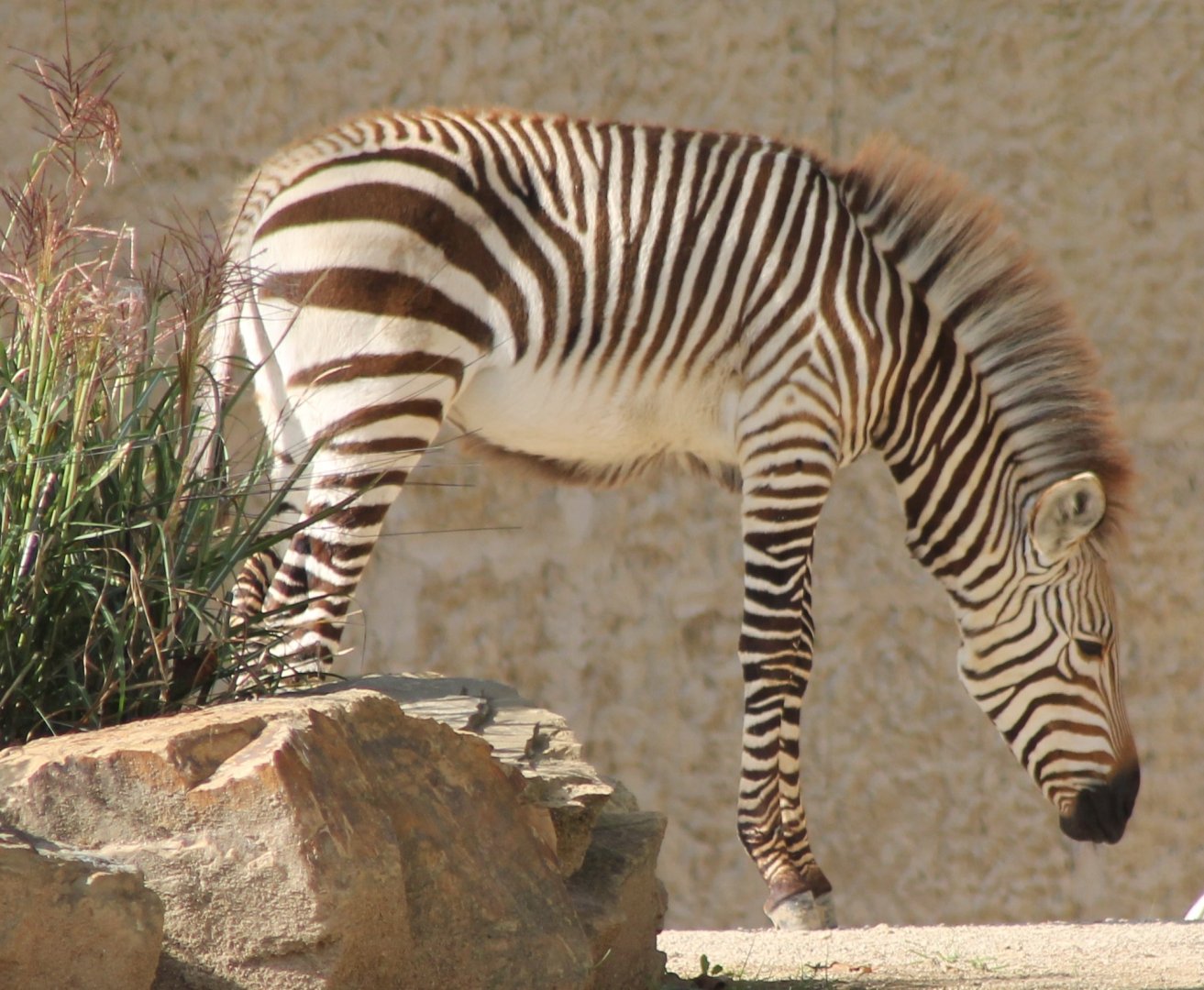 Hartmann's mountain zebra foal