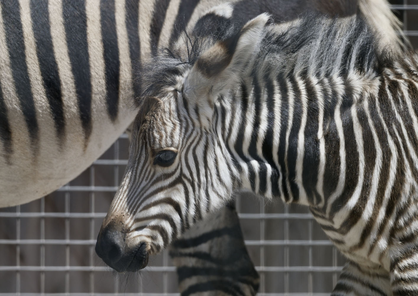 Hartmann's mountain zebra foal