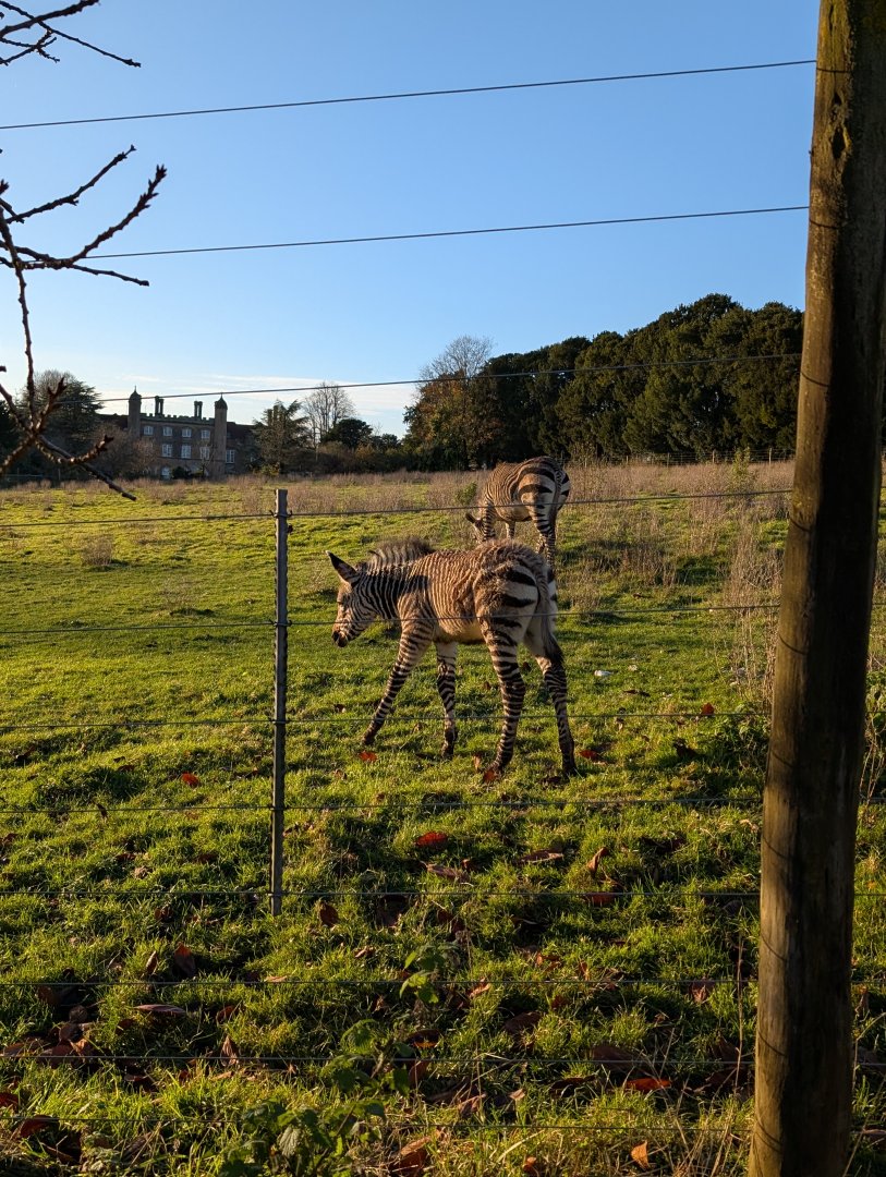 Hartmann's Mountain Zebra Foal