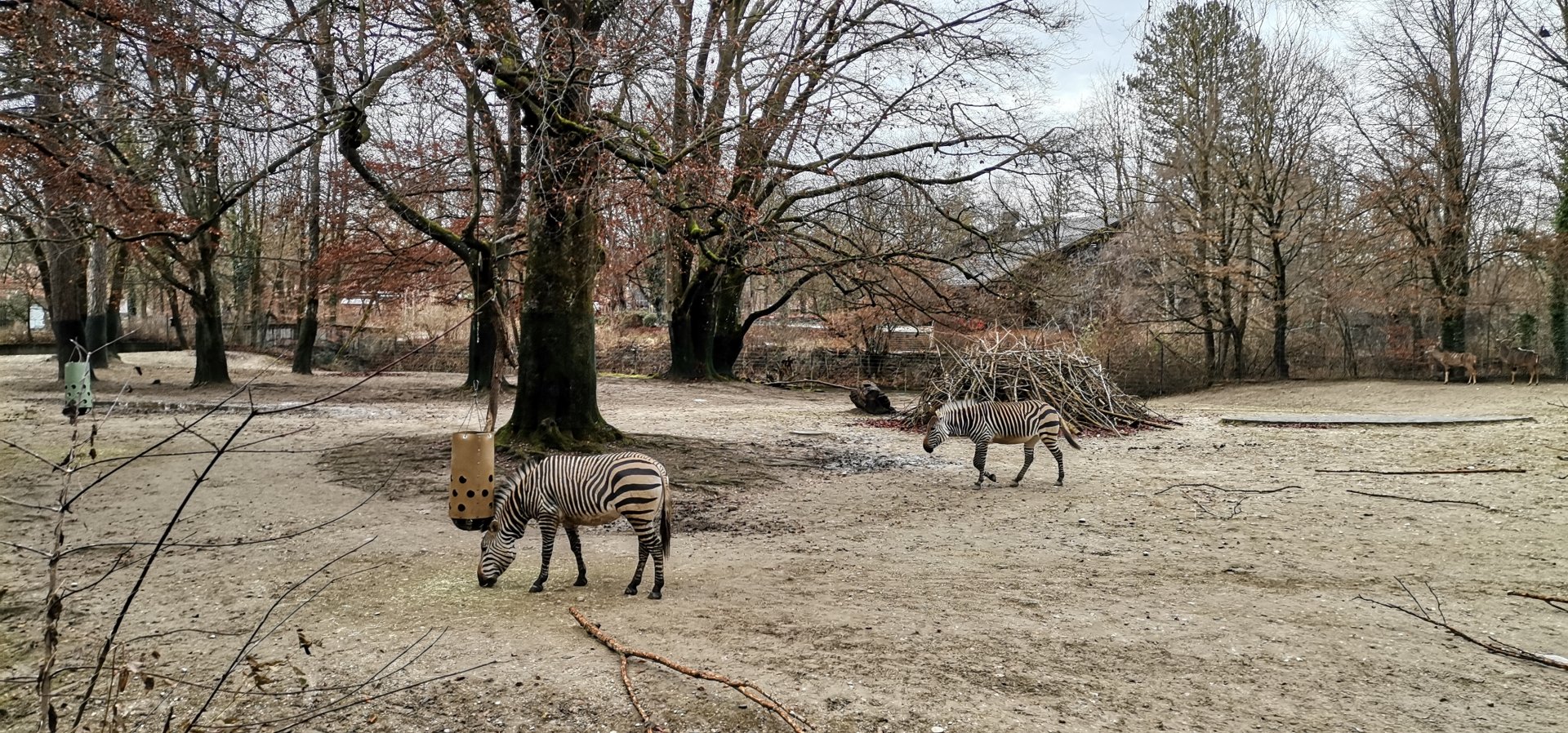 Hartmann's Mountain Zebra/Greater Kudu /Common Eland
