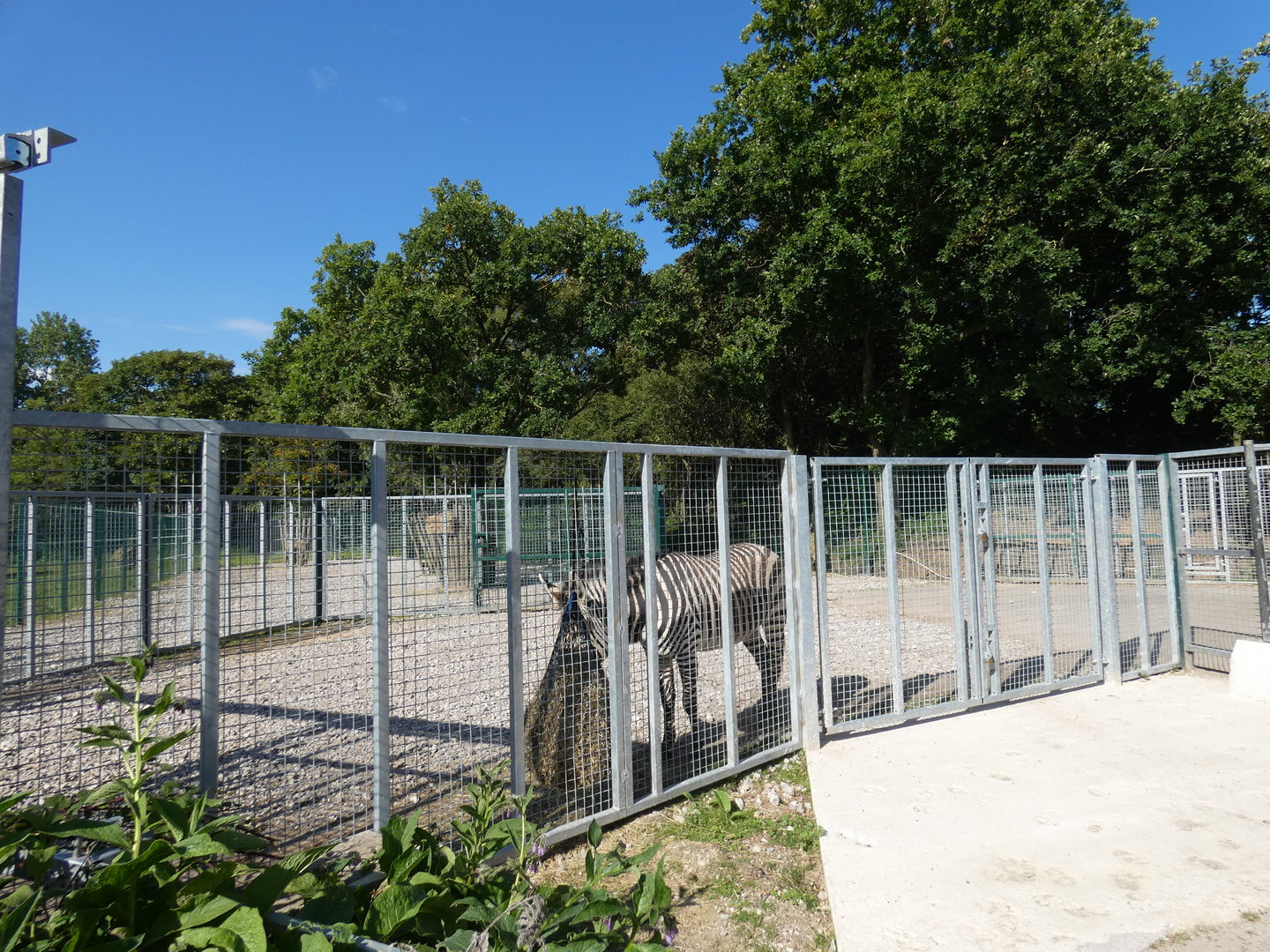 Hartmann's mountain zebra hardstanding