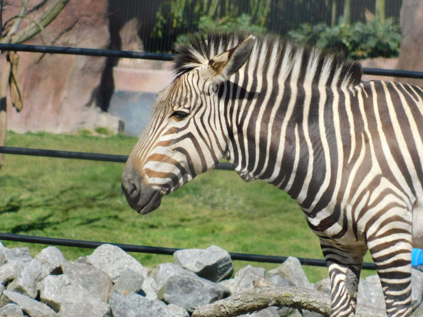 Hartmann's Mountain Zebra in a Zoo