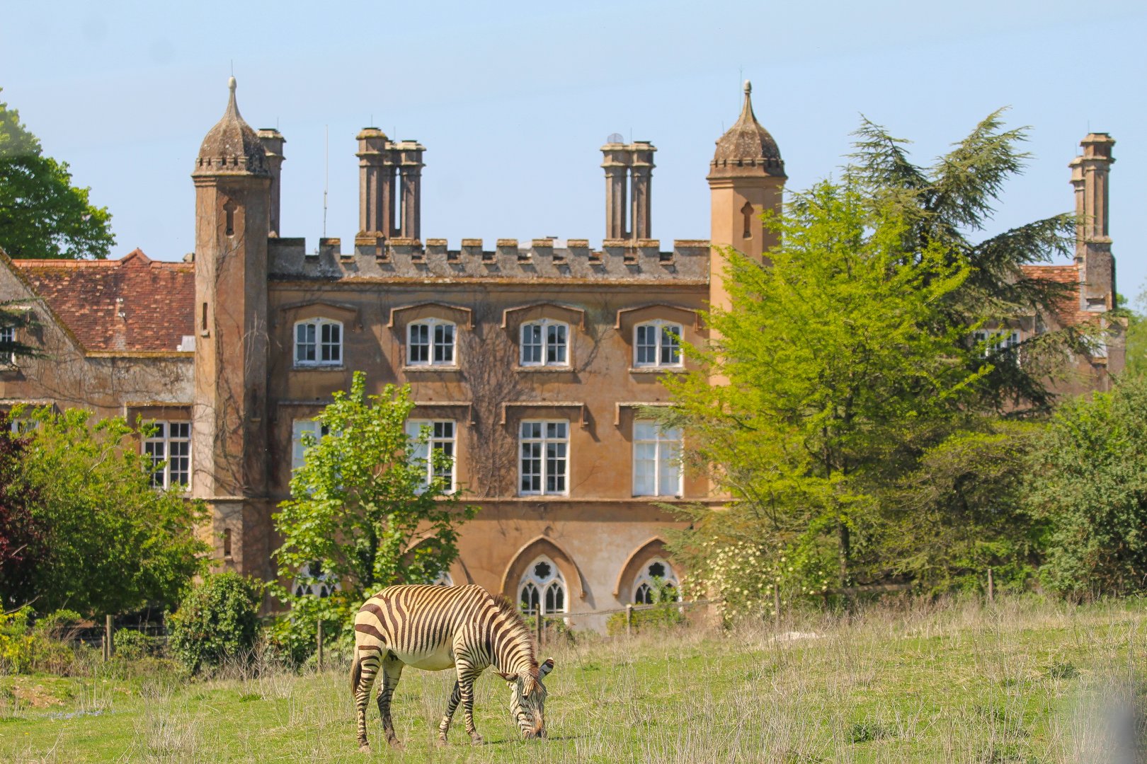 Hartmann's Mountain Zebra in front of Marwell Hall- 30th April 2025