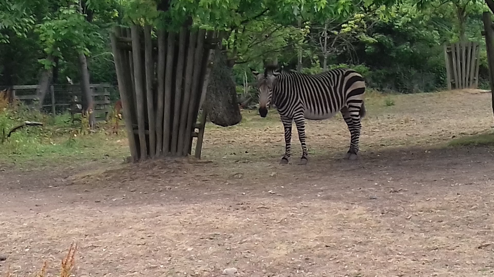 Hartmann's mountain zebra in paddock