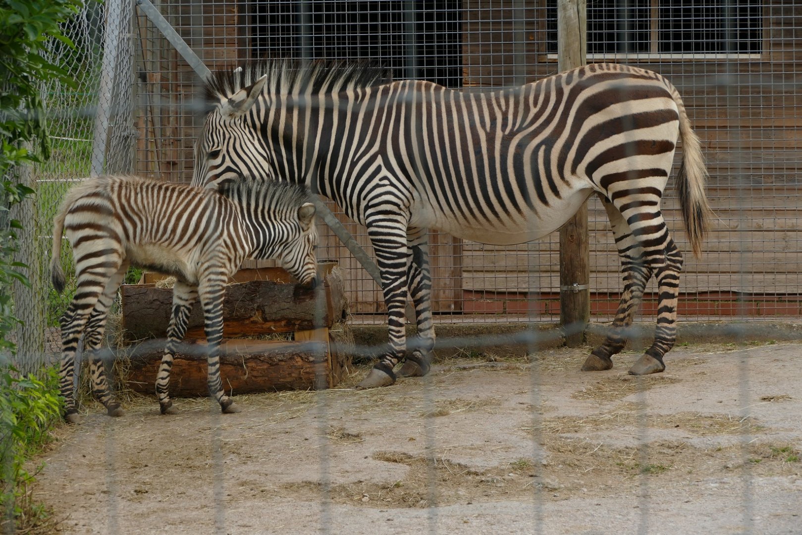 Hartmann's mountain zebra, July 2021