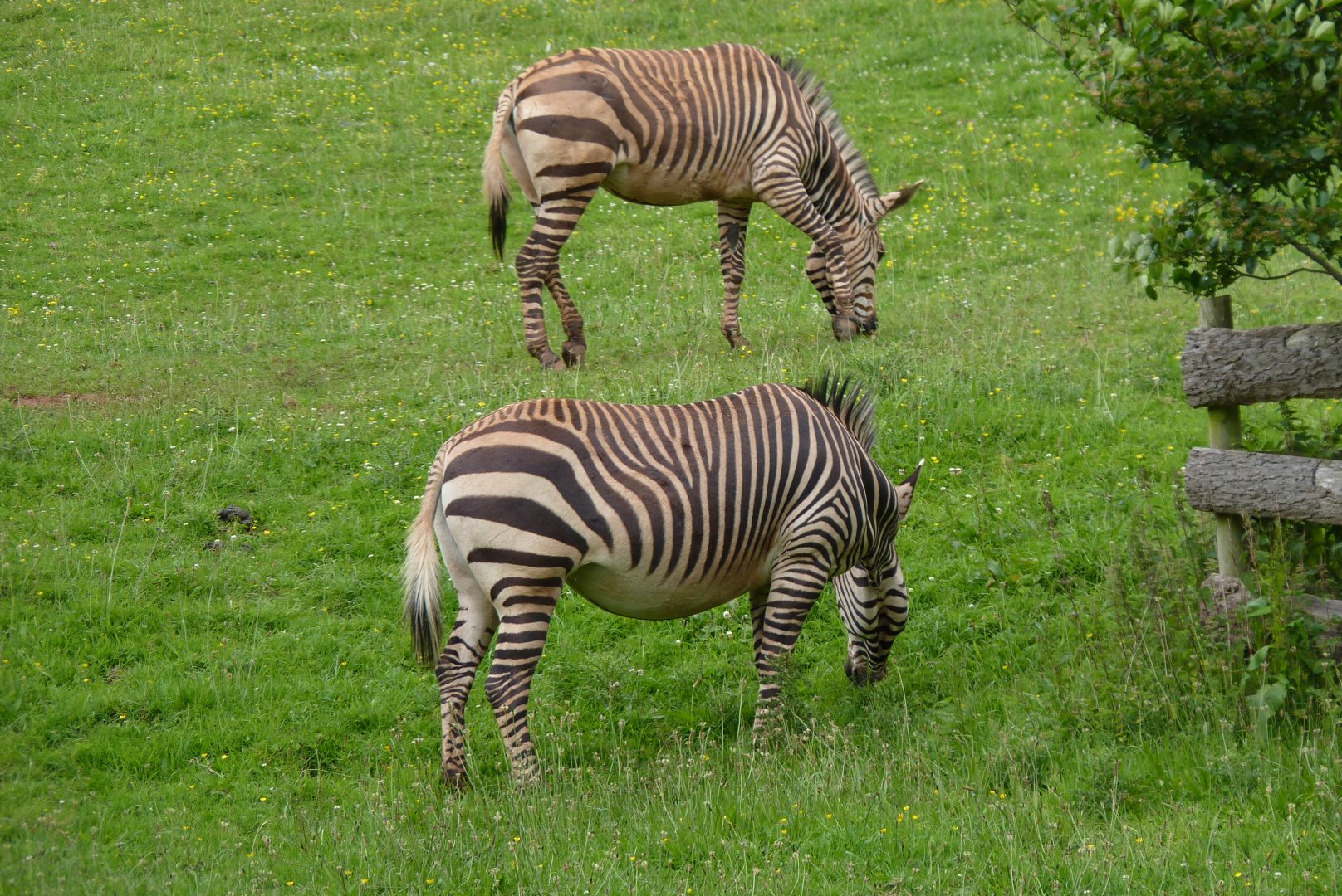 Hartmann's Mountain Zebra, June 2017