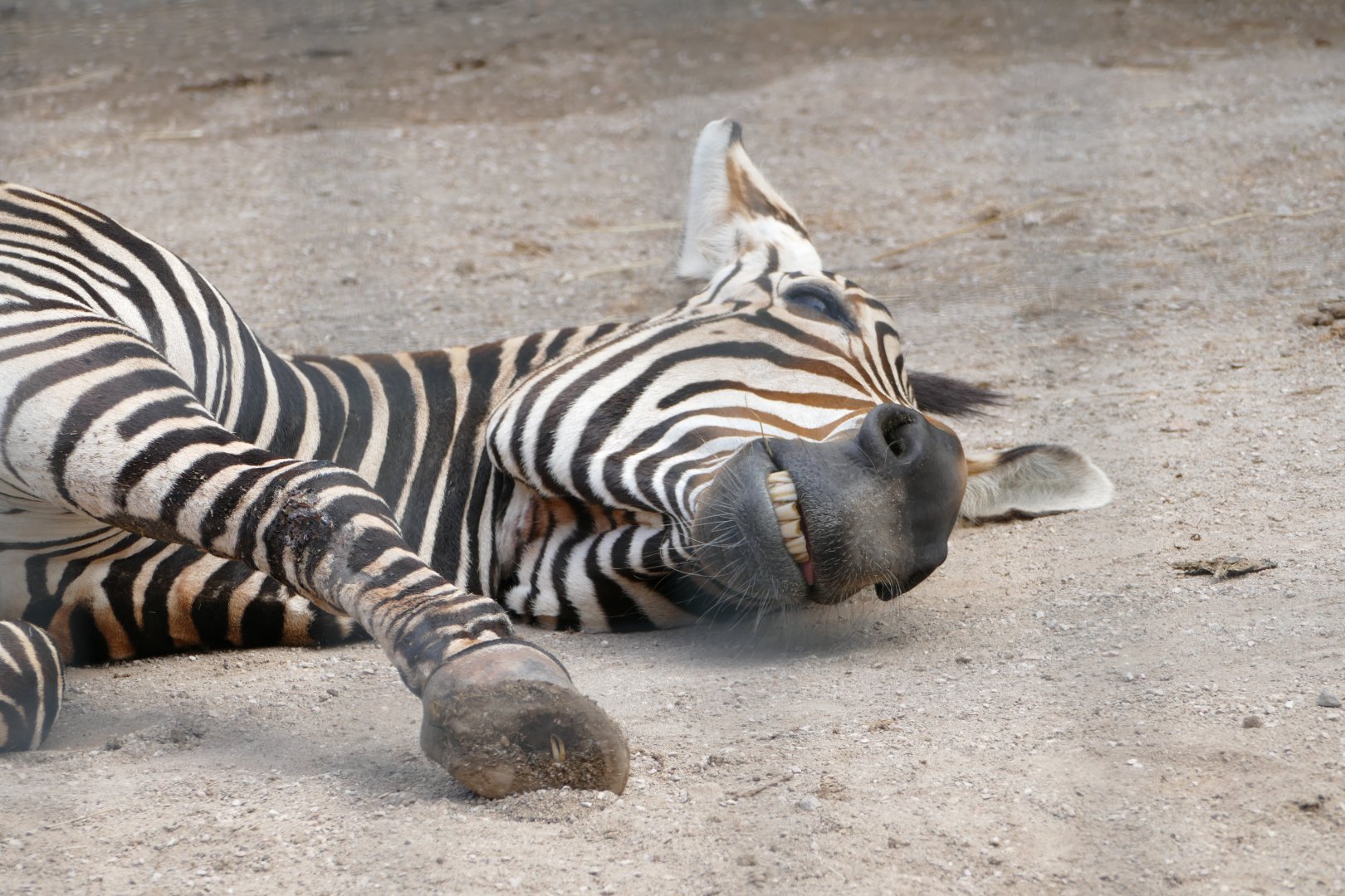 Hartmann's mountain zebra, June 2018