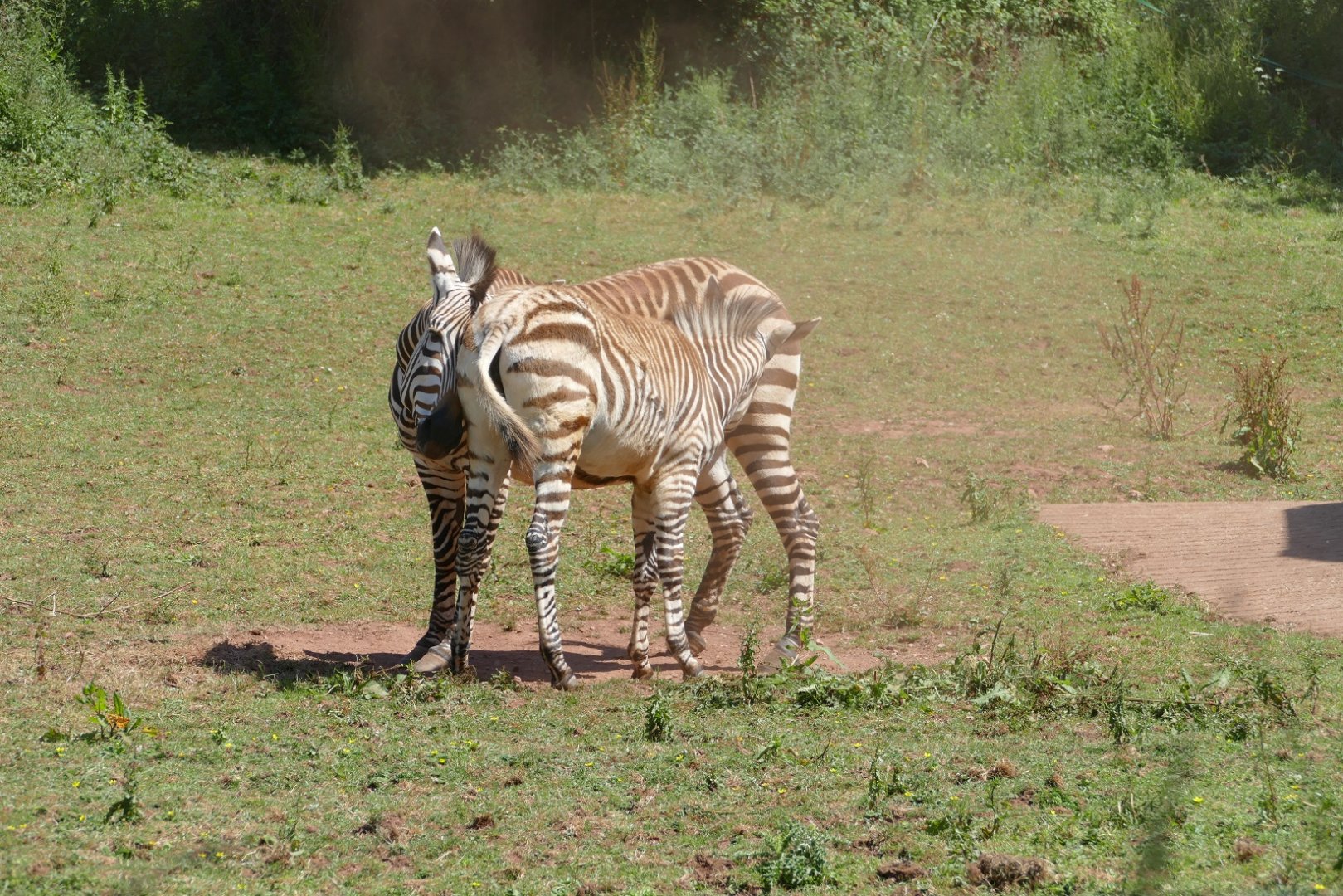 Hartmann's Mountain Zebra, June 2022