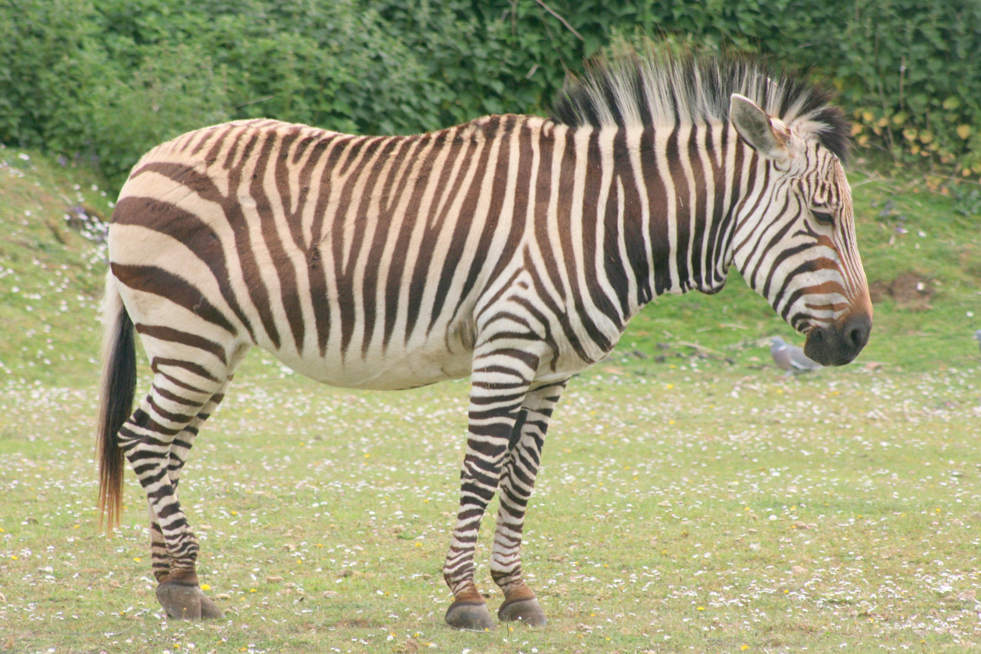 Hartmann's mountain zebra; Linton; 13th May 2017