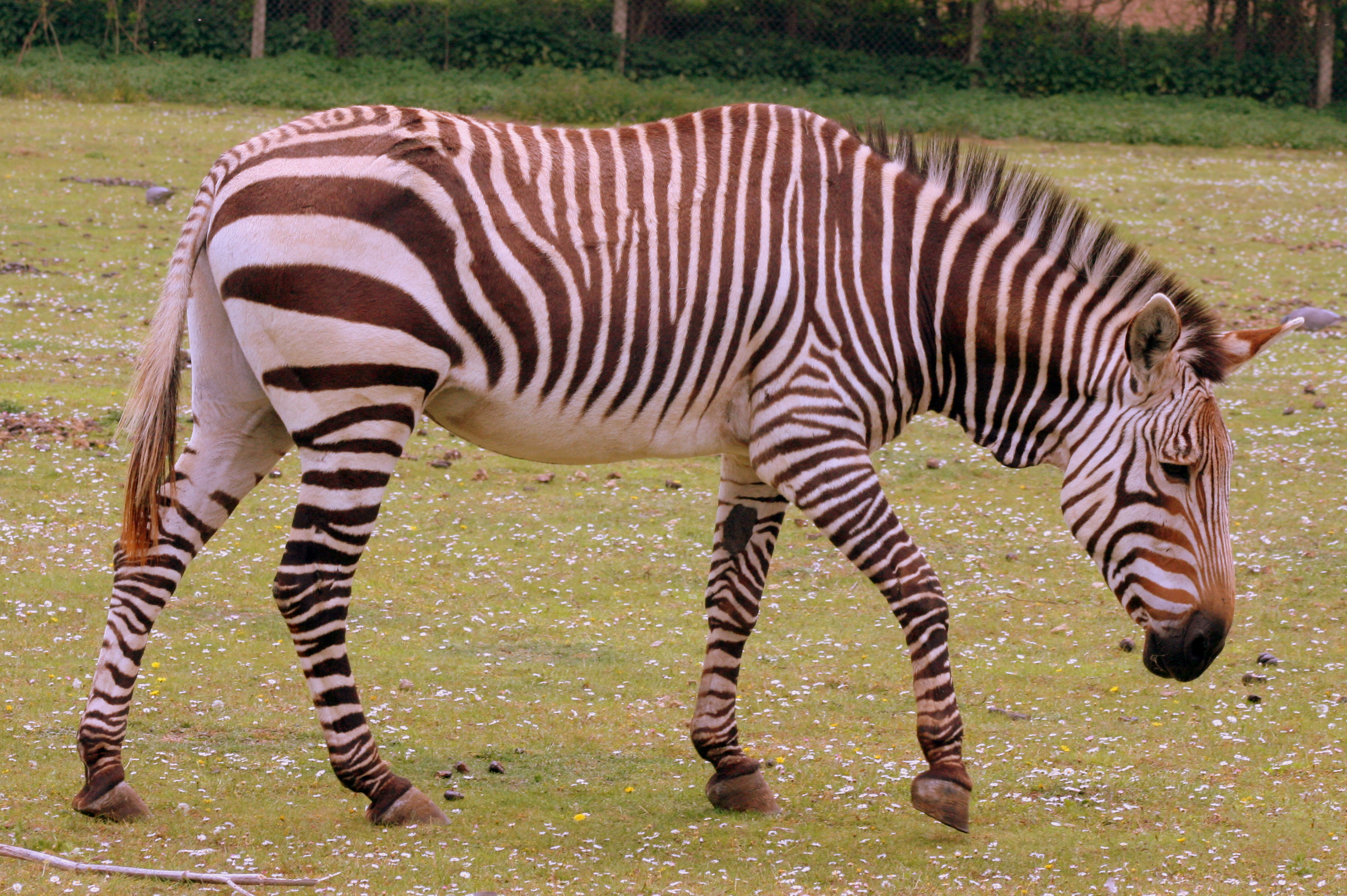 Hartmann's mountain zebra; Linton; 13th May 2017