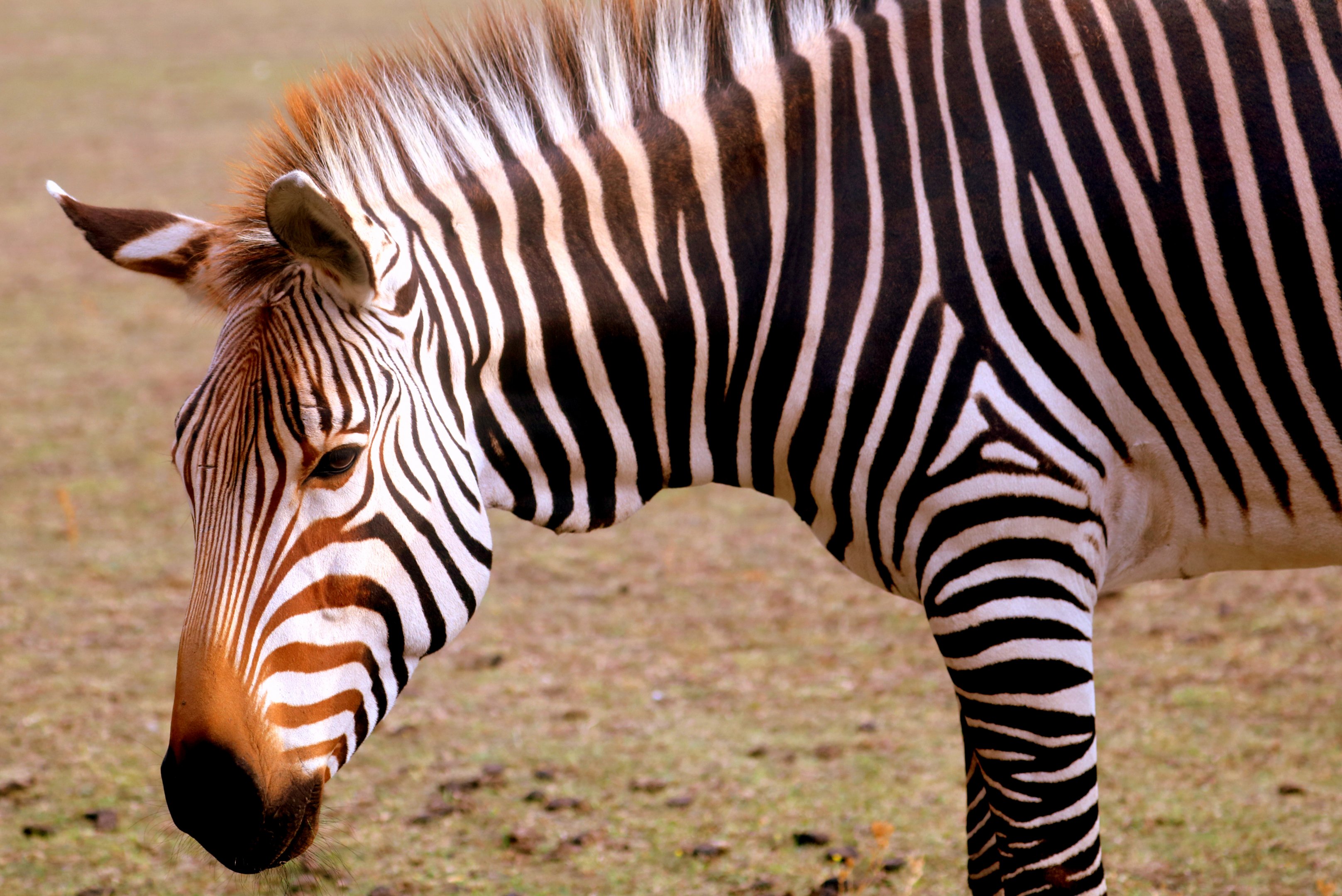 Hartmann's mountain zebra; Linton; 15th September 2019