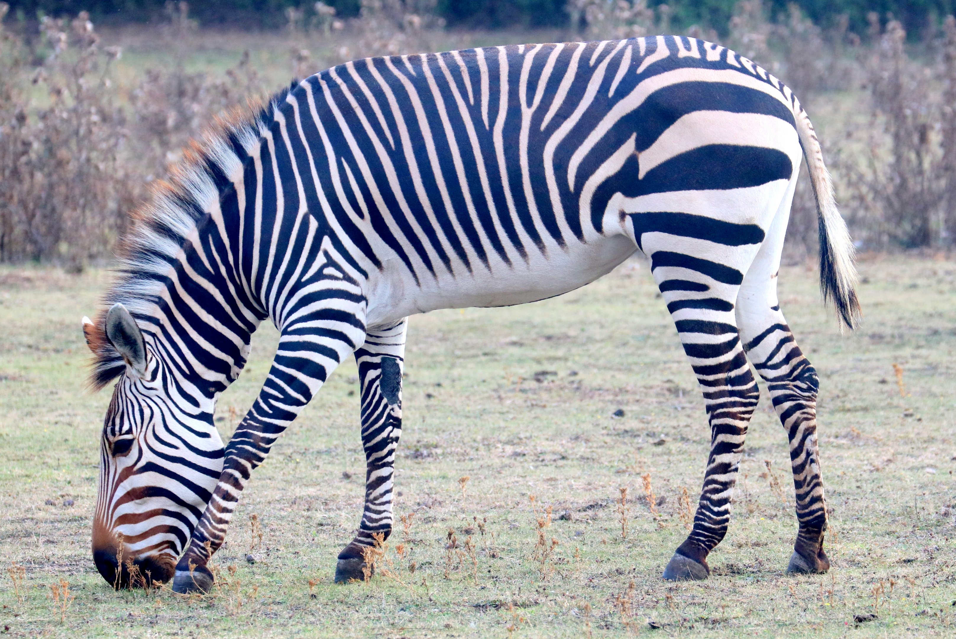 Hartmann's mountain zebra; Linton; 15th September 2019