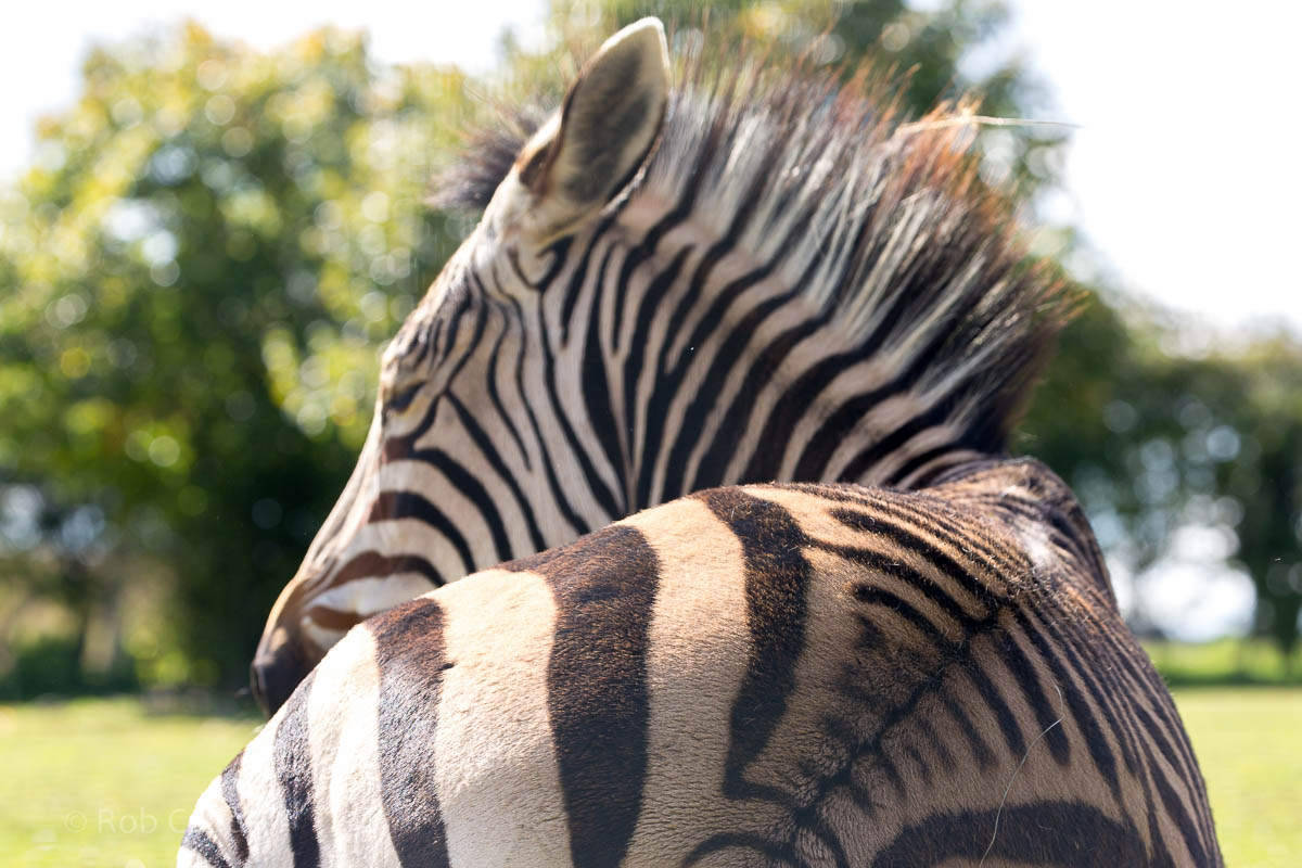 Hartmanns mountain zebra : Linton : 19 Sep 2015