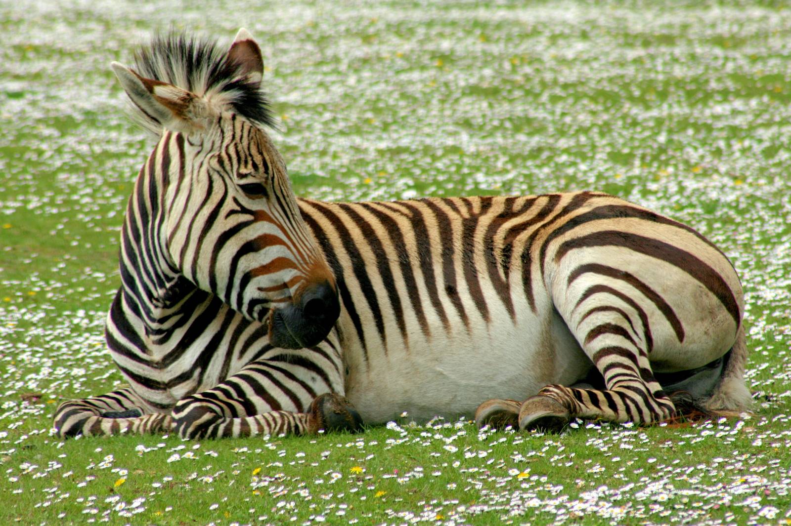 Hartmann's mountain zebra; Linton; 25th April 2015