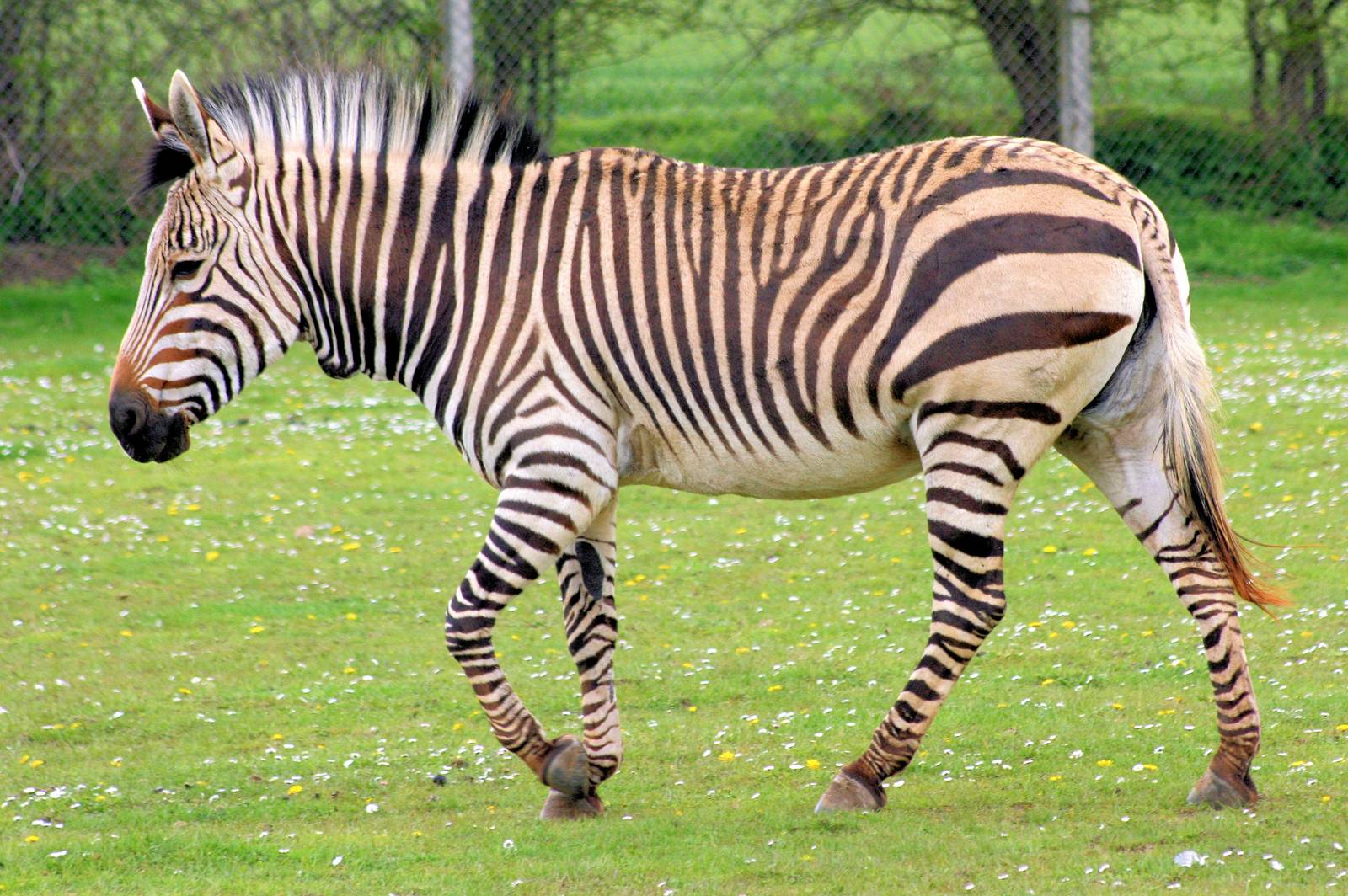 Hartmann's mountain zebra; Linton Zoo; 14th April 2012