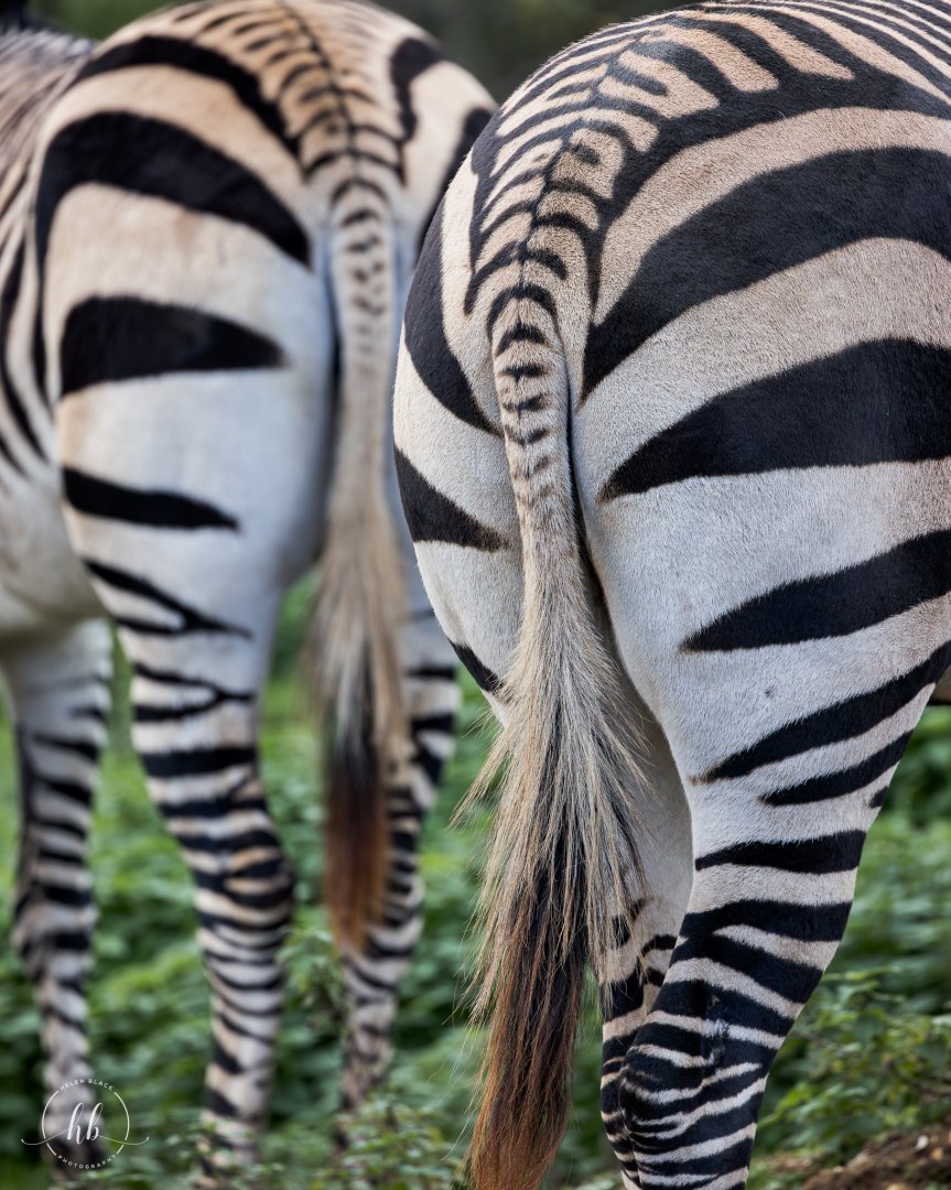 Hartmann's Mountain Zebra / Linton Zoo / 17-11-24