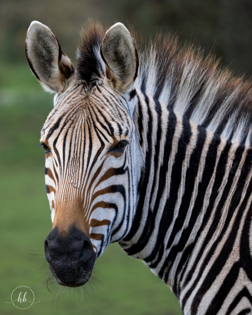 Hartmann's Mountain Zebra / Linton Zoo / 17-11-24