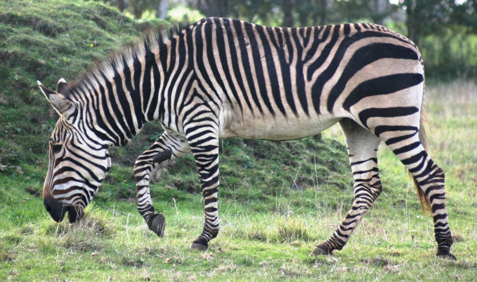 Hartmann's mountain zebra; Linton Zoo; 20 October 2007