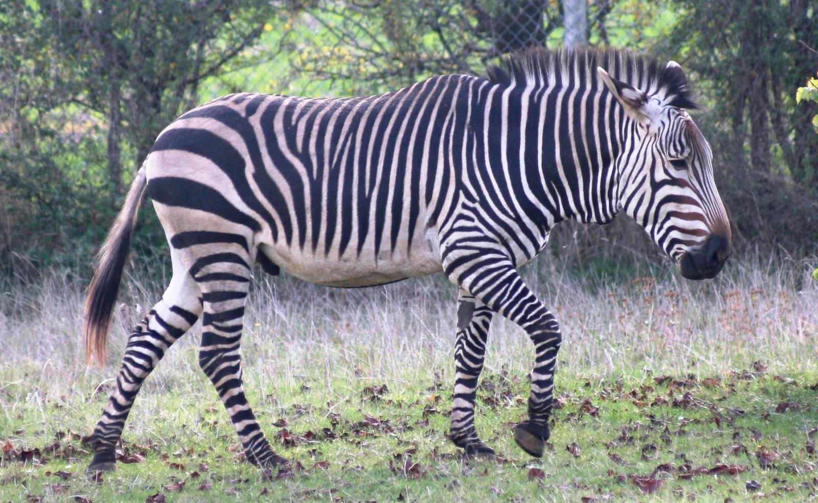 Hartmann's mountain zebra; Linton Zoo; 20 October 2007