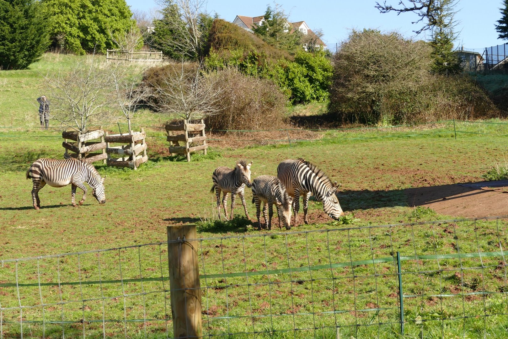 Hartmann's Mountain Zebra, March 2022