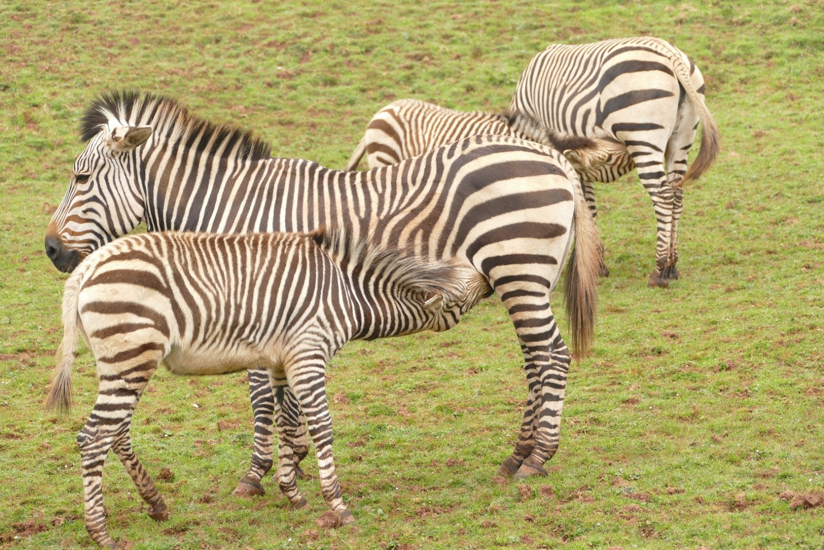 Hartmann's Mountain Zebra, March 2022
