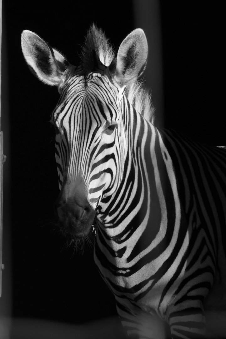 Hartmann's Mountain Zebra mare, December 2021