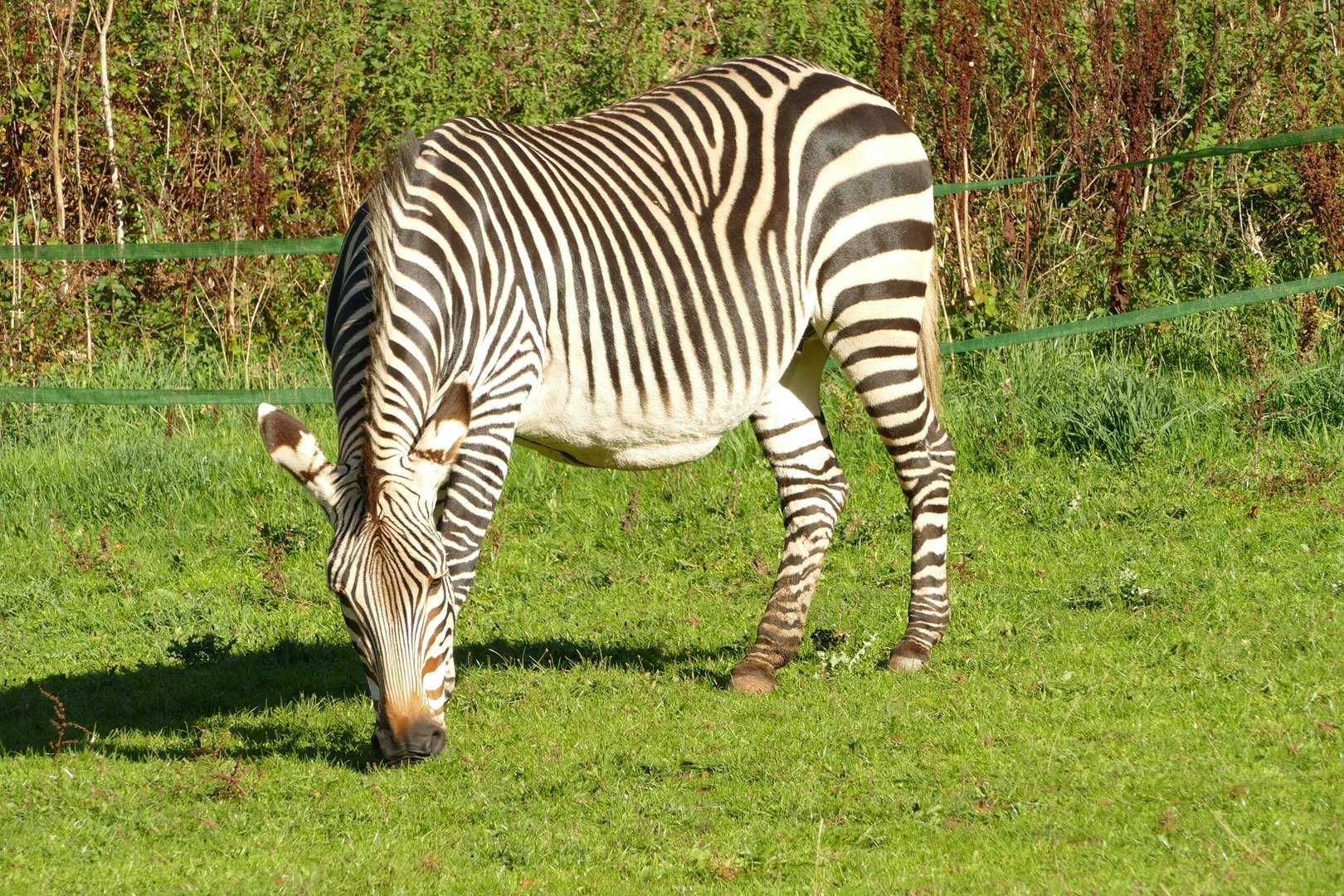 Hartmann's Mountain Zebra mare, October 2022