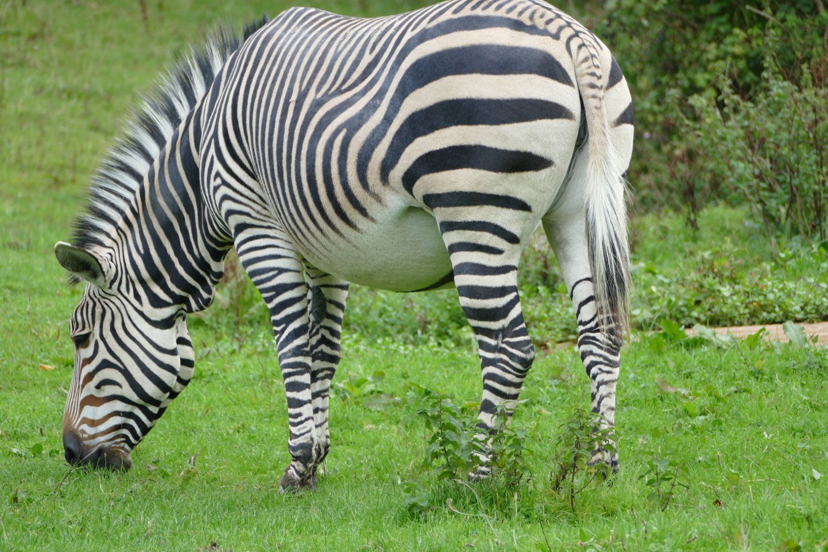 Hartmann's mountain zebra mare, September2019