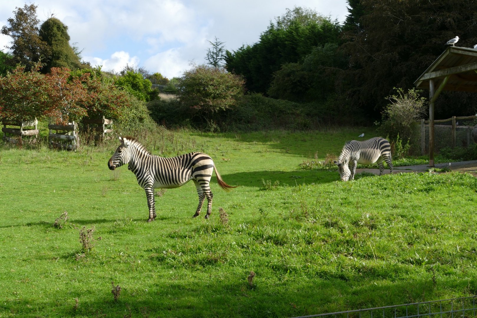 Hartmann's mountain zebra mares, October 2019