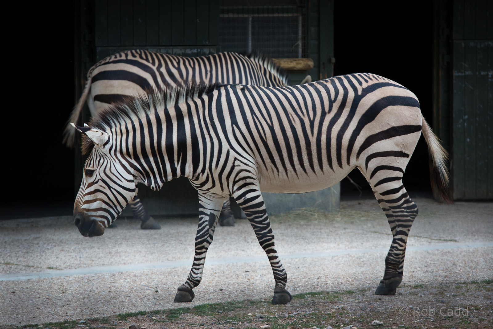 Hartmann's mountain zebra : Marwell : 08 Aug 2014