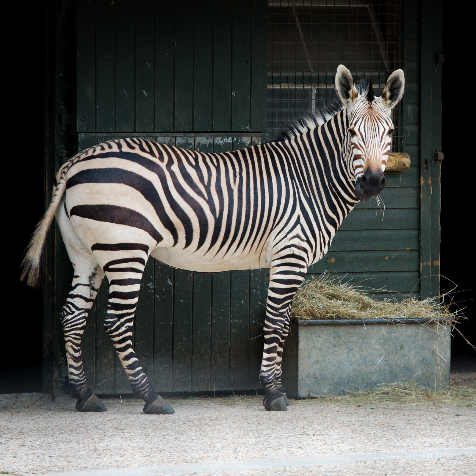 Hartmanns mountain zebra : Marwell : 08 Aug 2014
