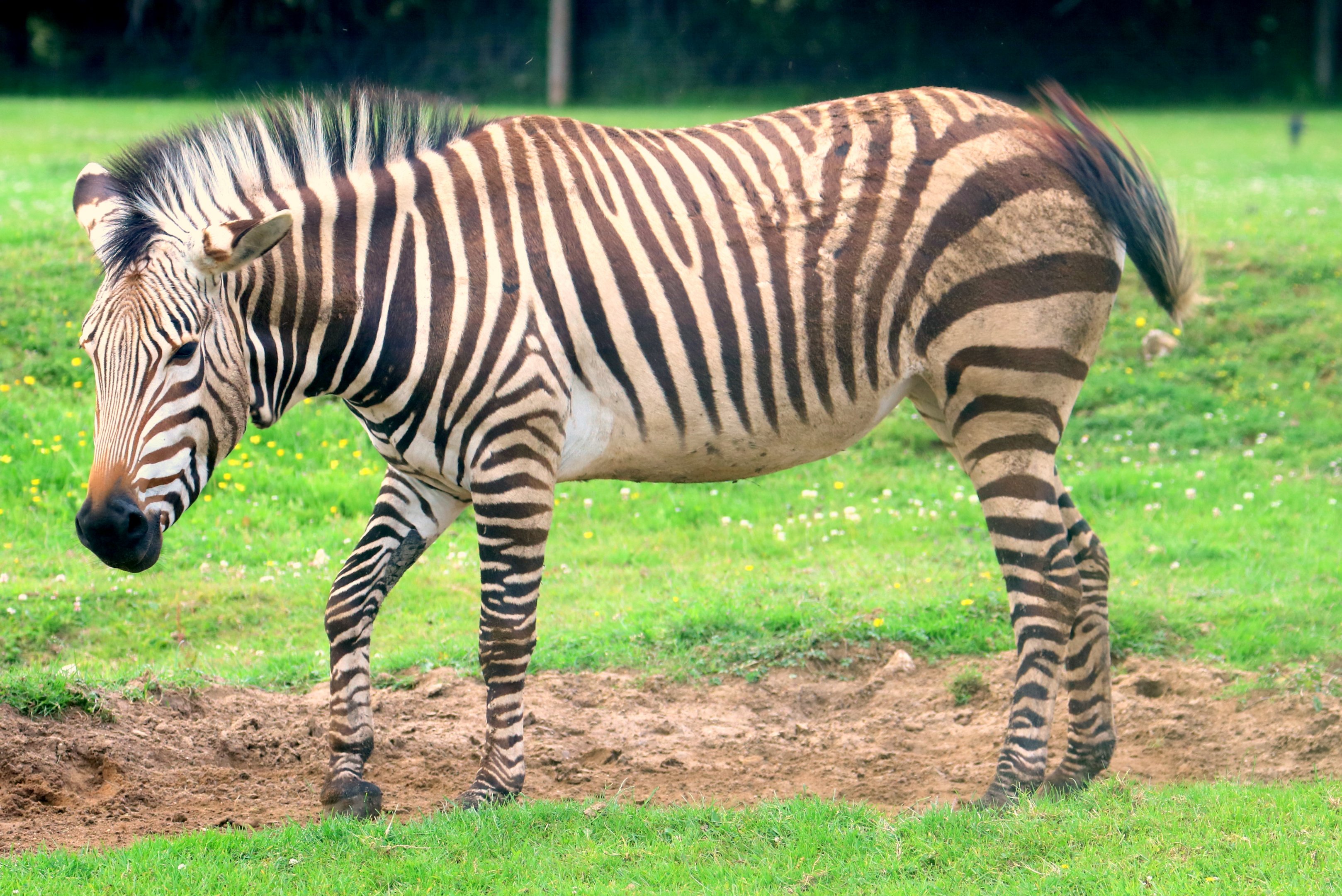 Hartmann's mountain zebra; Marwell; 16th June 2019