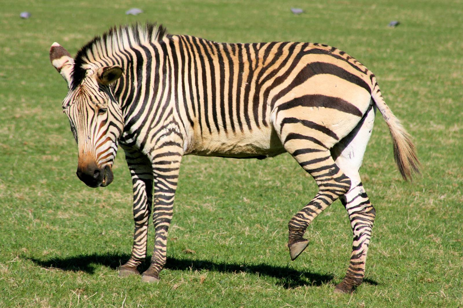 Hartmann's mountain zebra; Marwell; 20th April 2013
