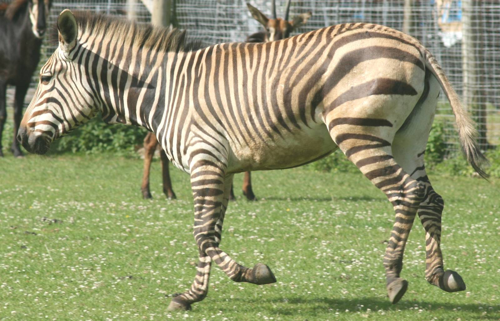 Hartmann's mountain zebra; Marwell; 25th June 2008
