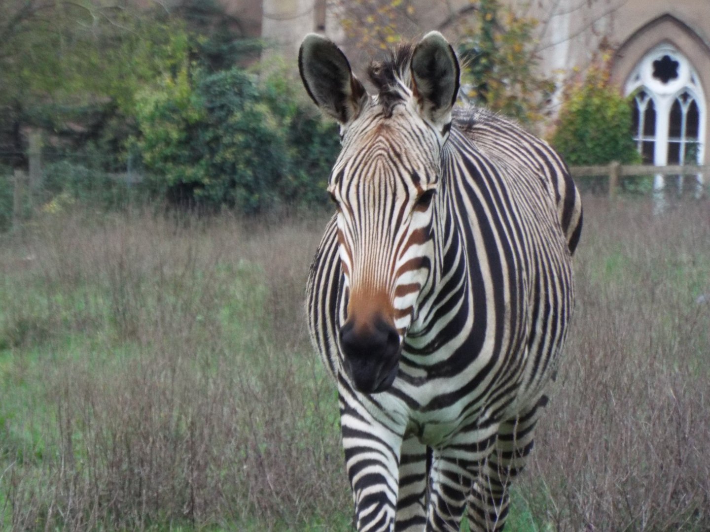 Hartmann's mountain zebra, Marwell Zoo