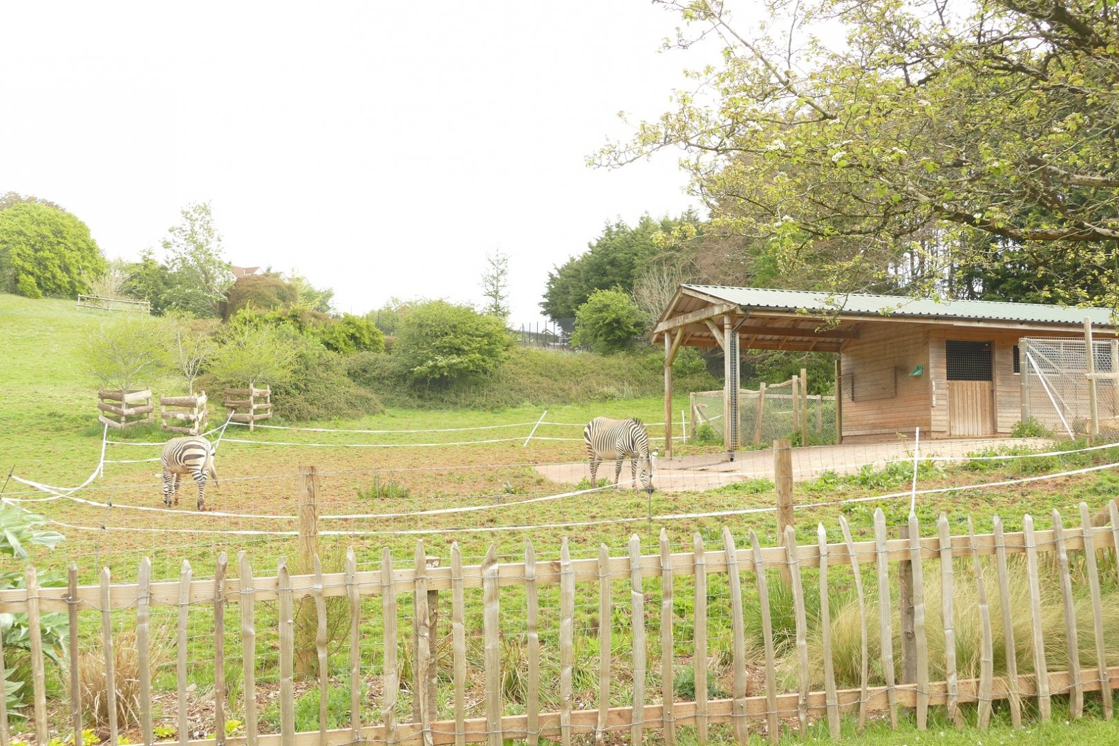 Hartmann's mountain zebra, May 2021