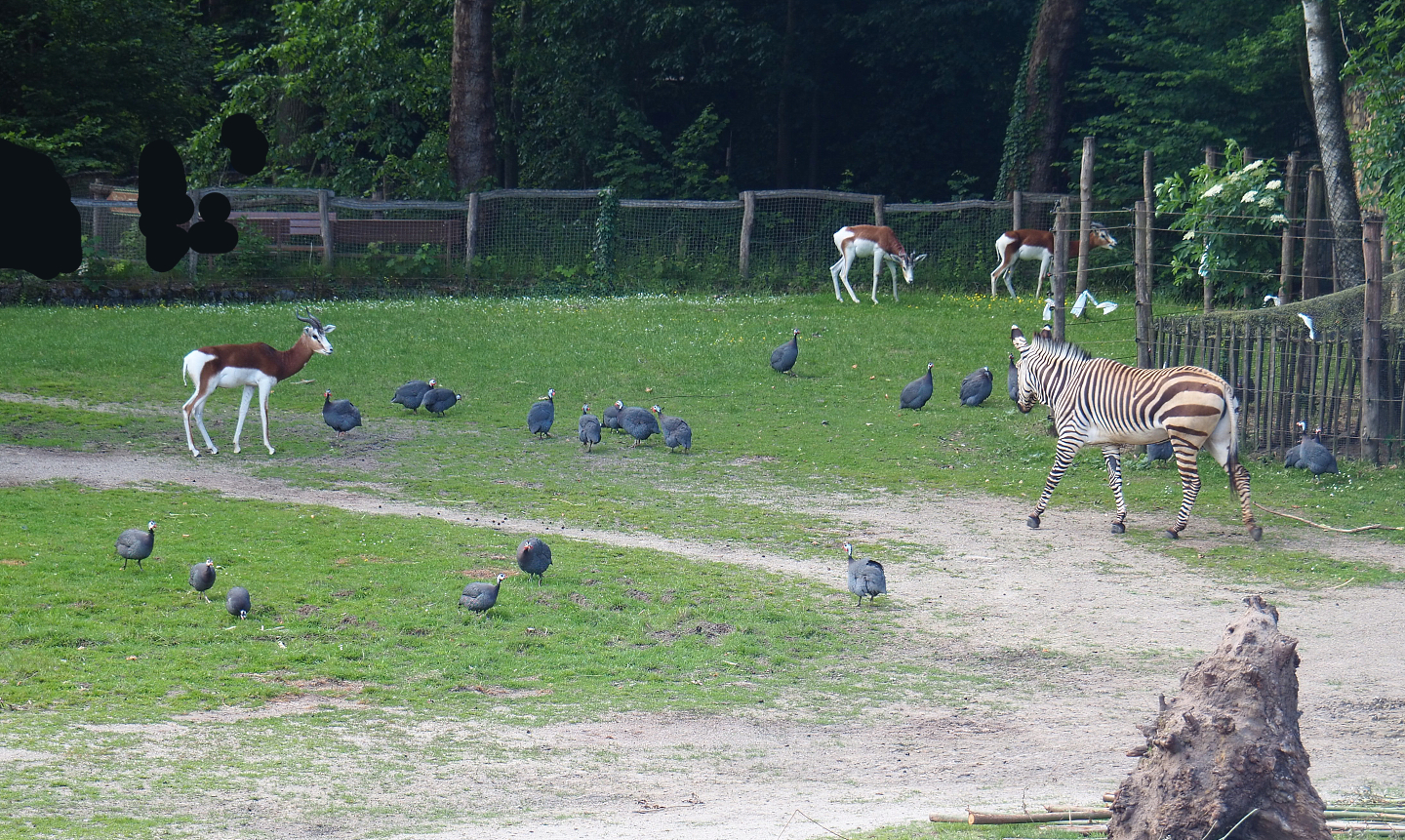 Hartmann's mountain zebra, Mhorr gazelles and Helmeted guineafowl, 2022-05-28