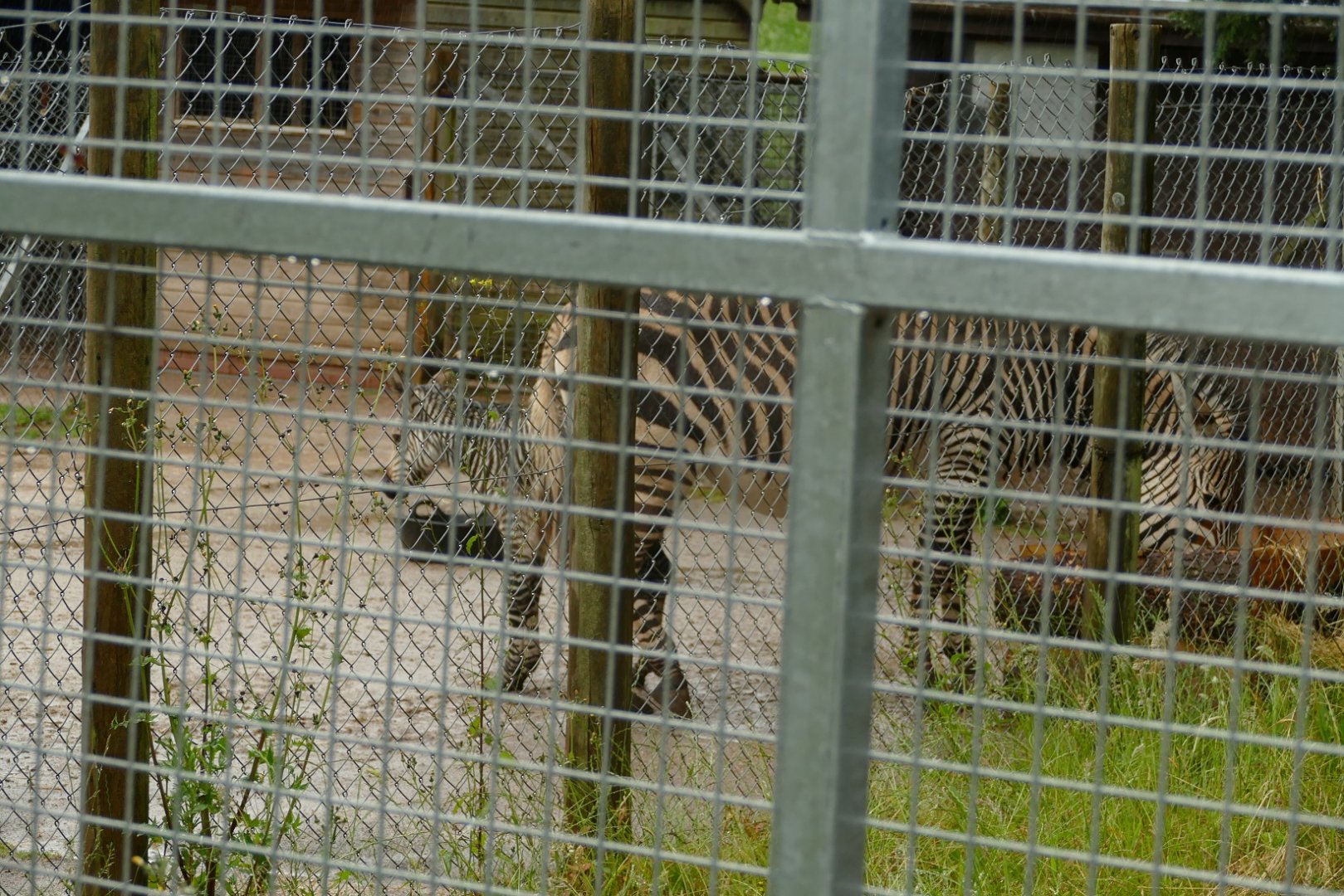 Hartmann's Mountain Zebra mother and foal, June 2021