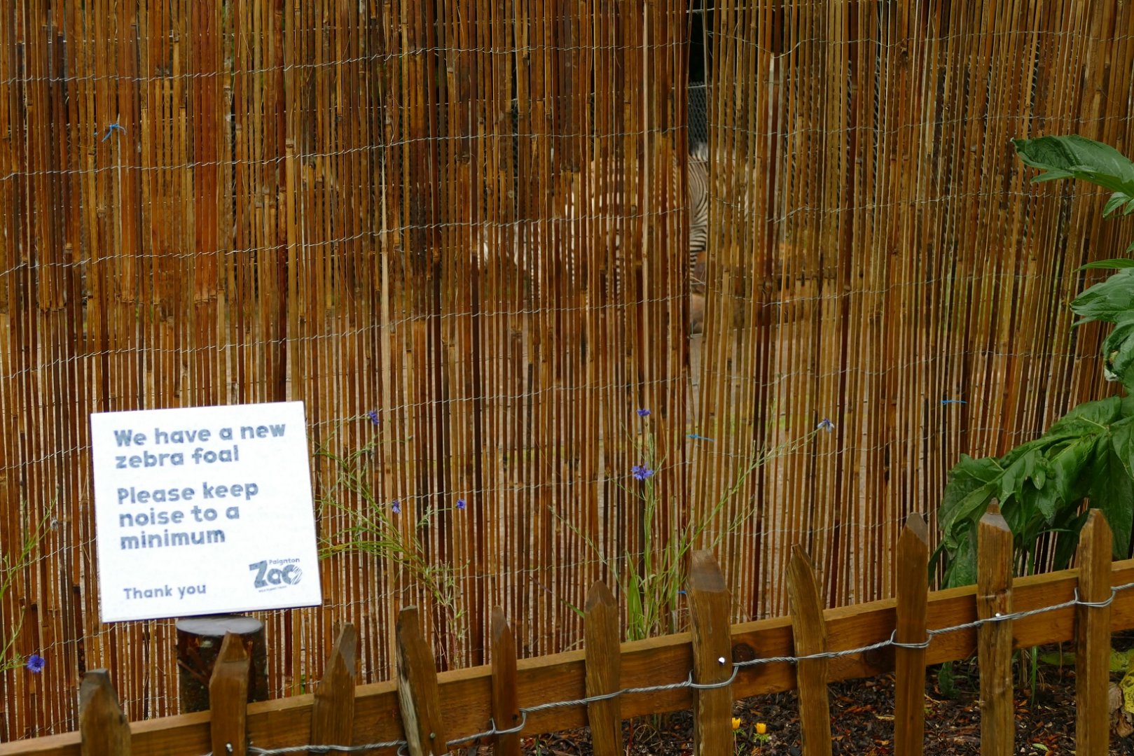 Hartmann's Mountain Zebra news, June 2021