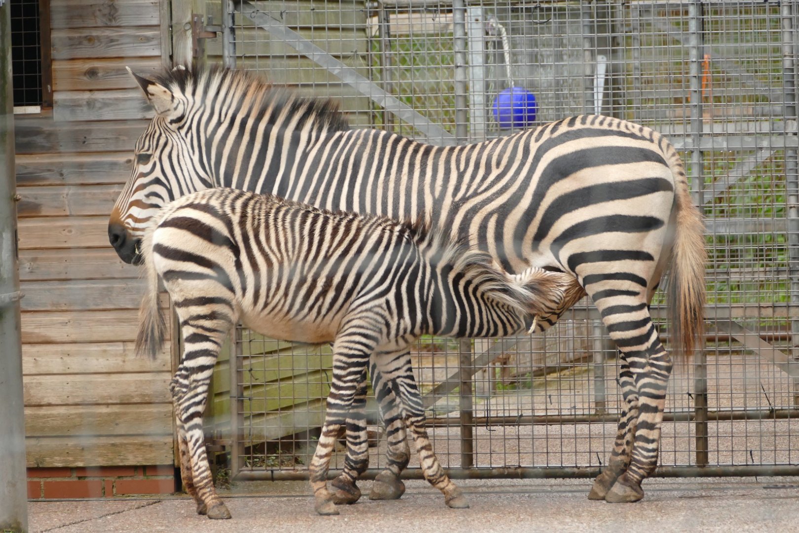 Hartmann's Mountain Zebra, November 2021