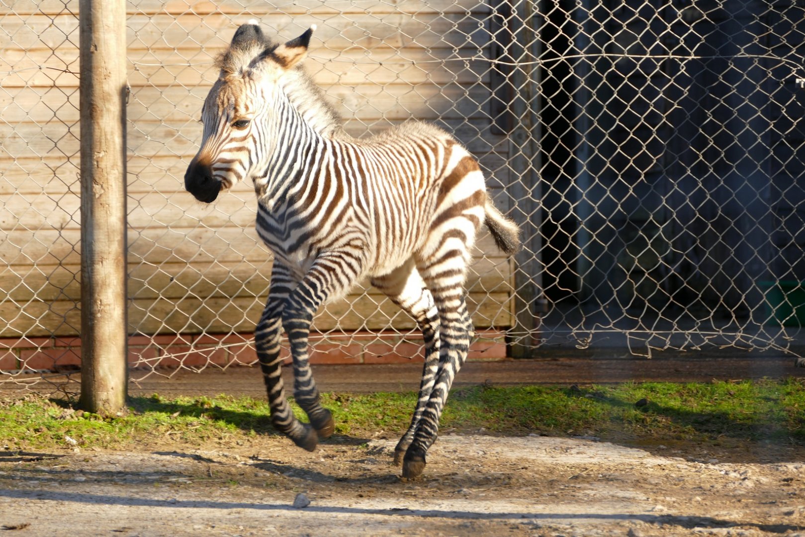Hartmann's Mountain Zebra, November 2021