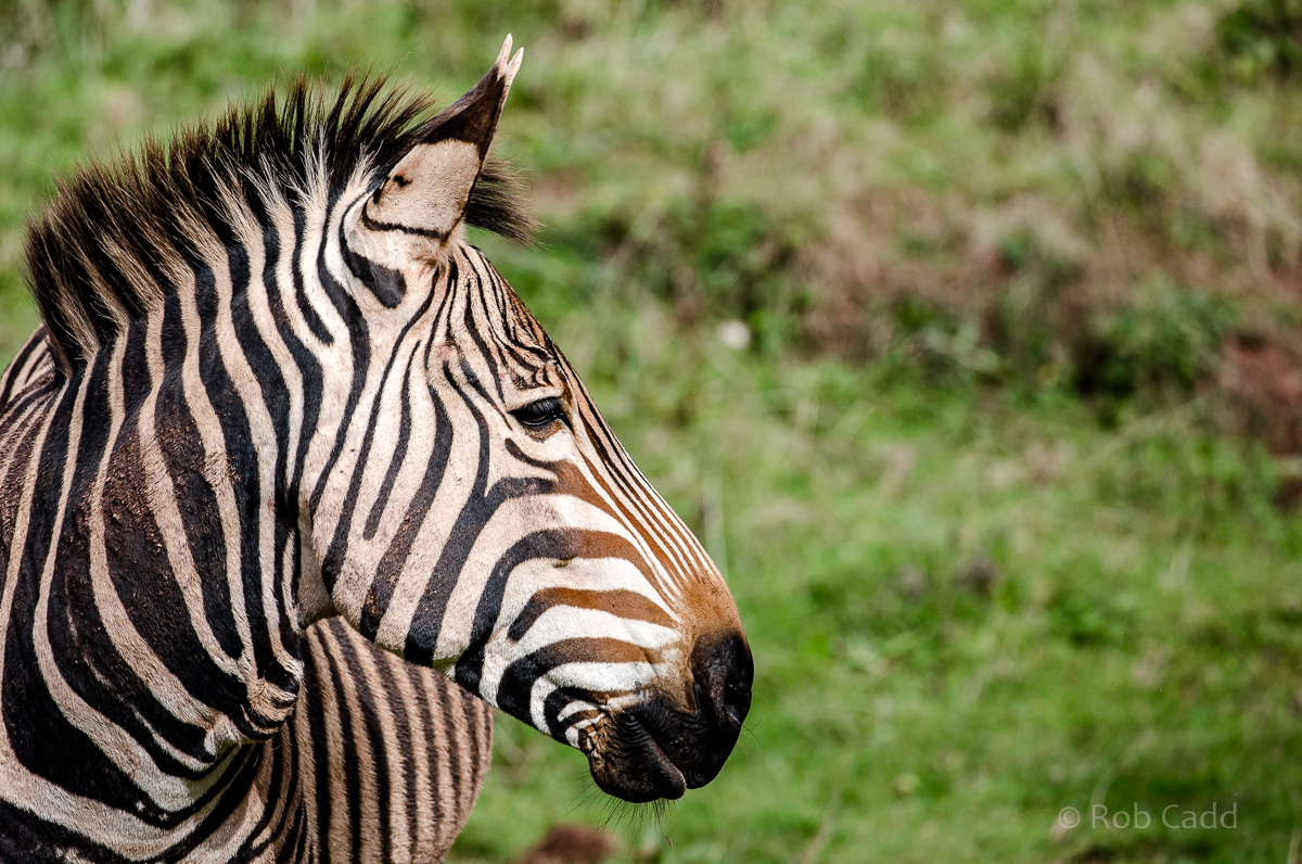 Hartmann's mountain zebra : Paignton : 17 Oct 2016