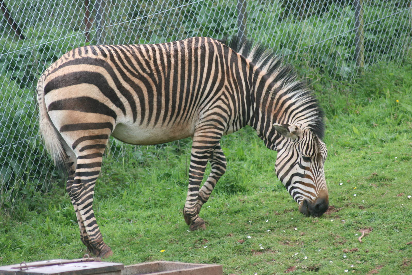 Hartmann's mountain zebra; Paignton Zoo; 26 April 2009