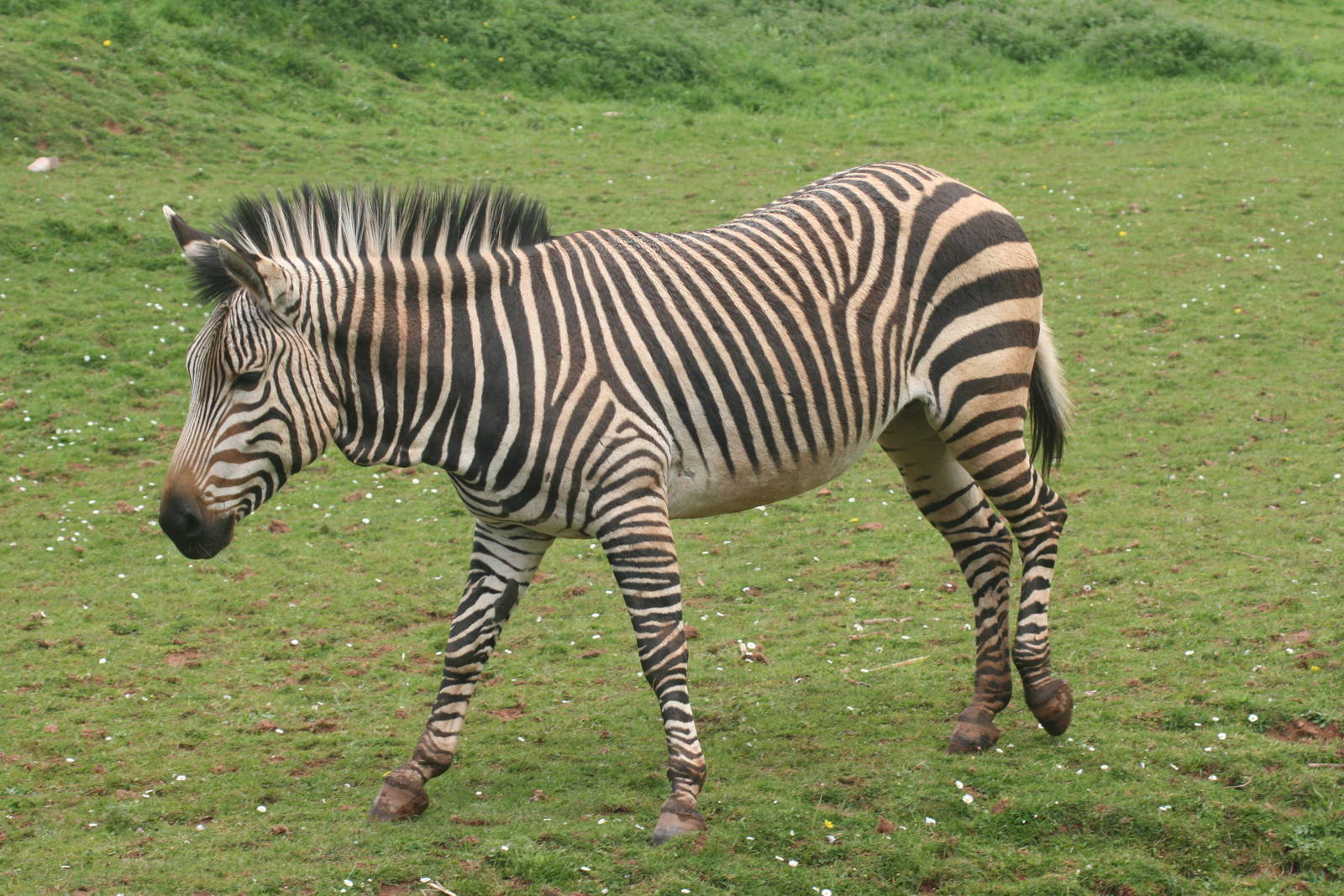 Hartmann's mountain zebra; Paignton Zoo; 26 April 2009