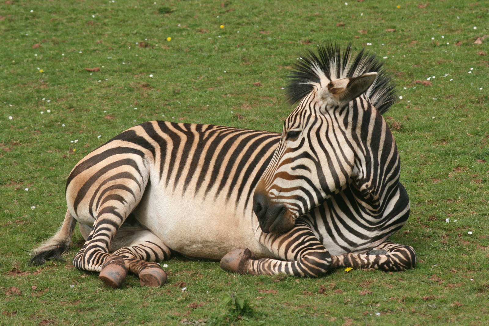 Hartmann's mountain zebra; Paignton Zoo; 26 April 2009