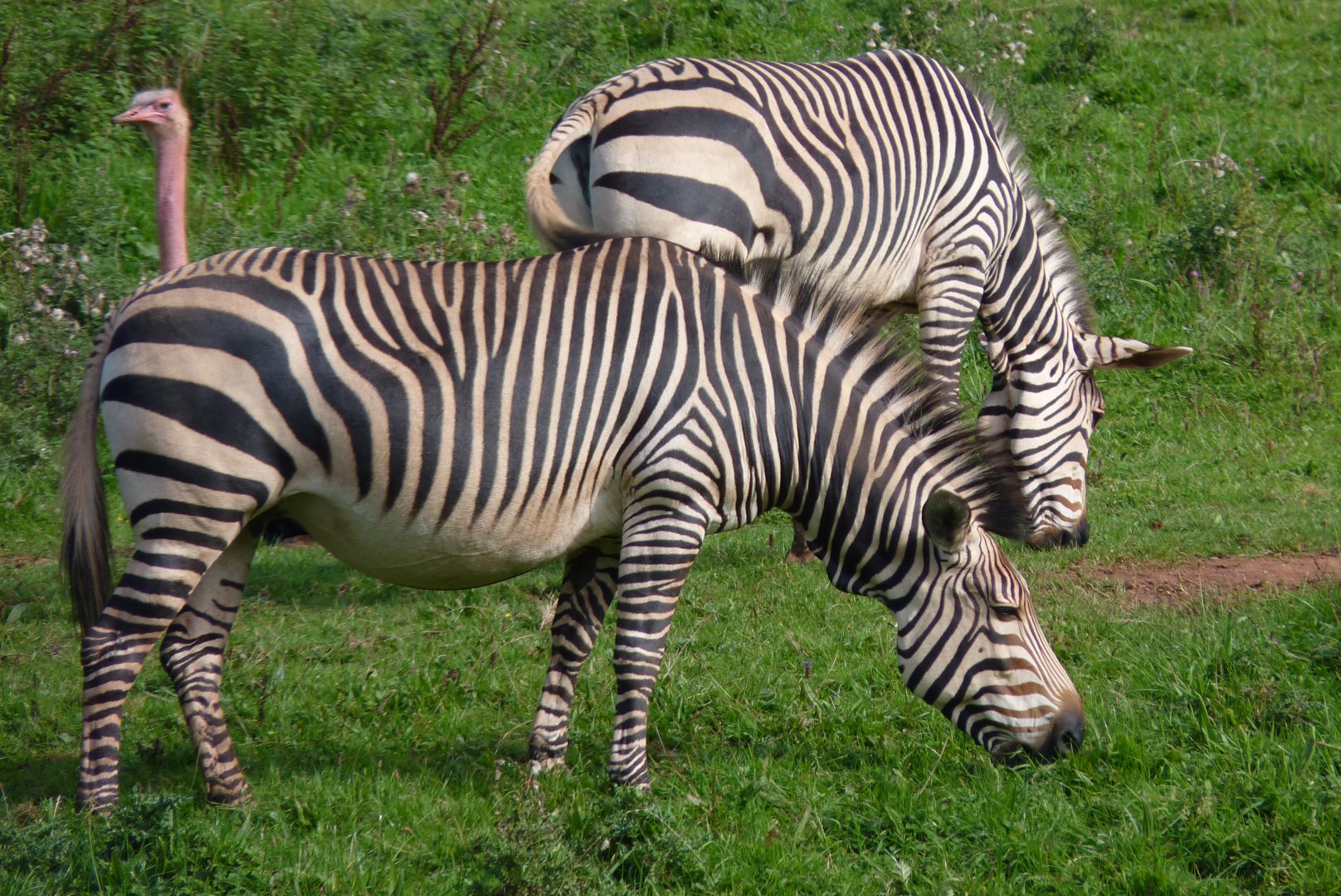 Hartmann's Mountain Zebra, September 2017