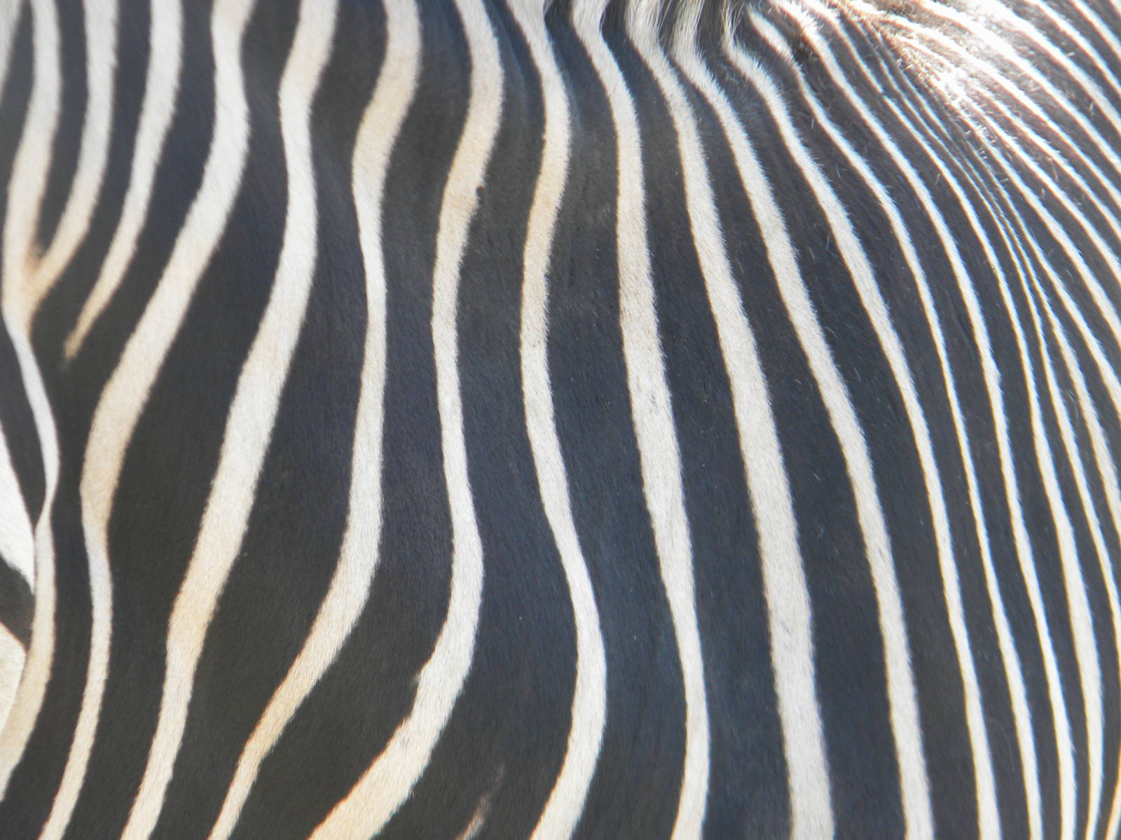 Hartmann's Mountain Zebra skin at Blackpool